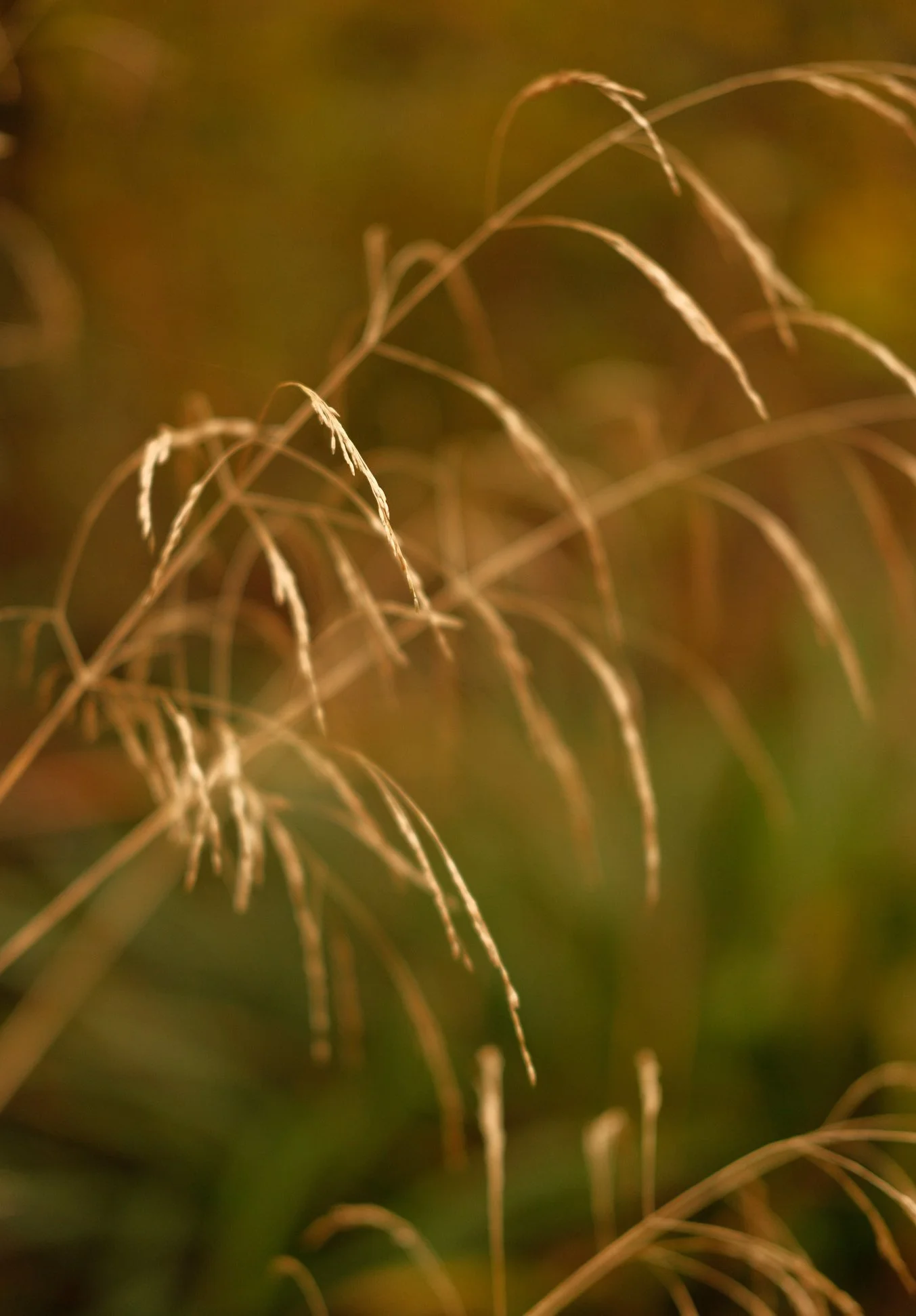 Close-up of dried grass stalks with seed heads in warm sunlight, blurred background.