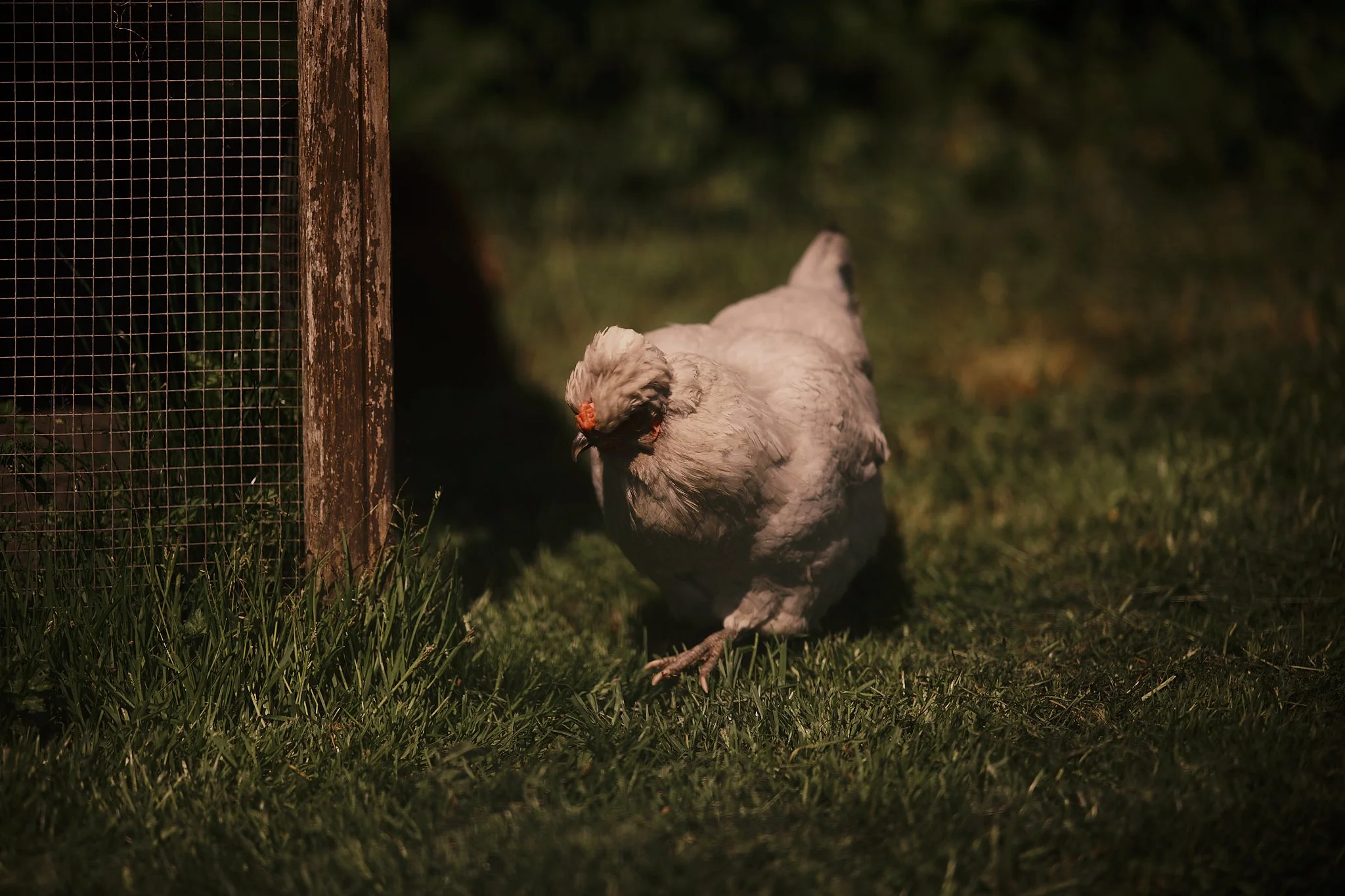 A chicken walking on grass near a wooden and wire fence, with shadows and sunlight creating a moody atmosphere. Hotel interior photography at THE PIG-in the Cotswolds