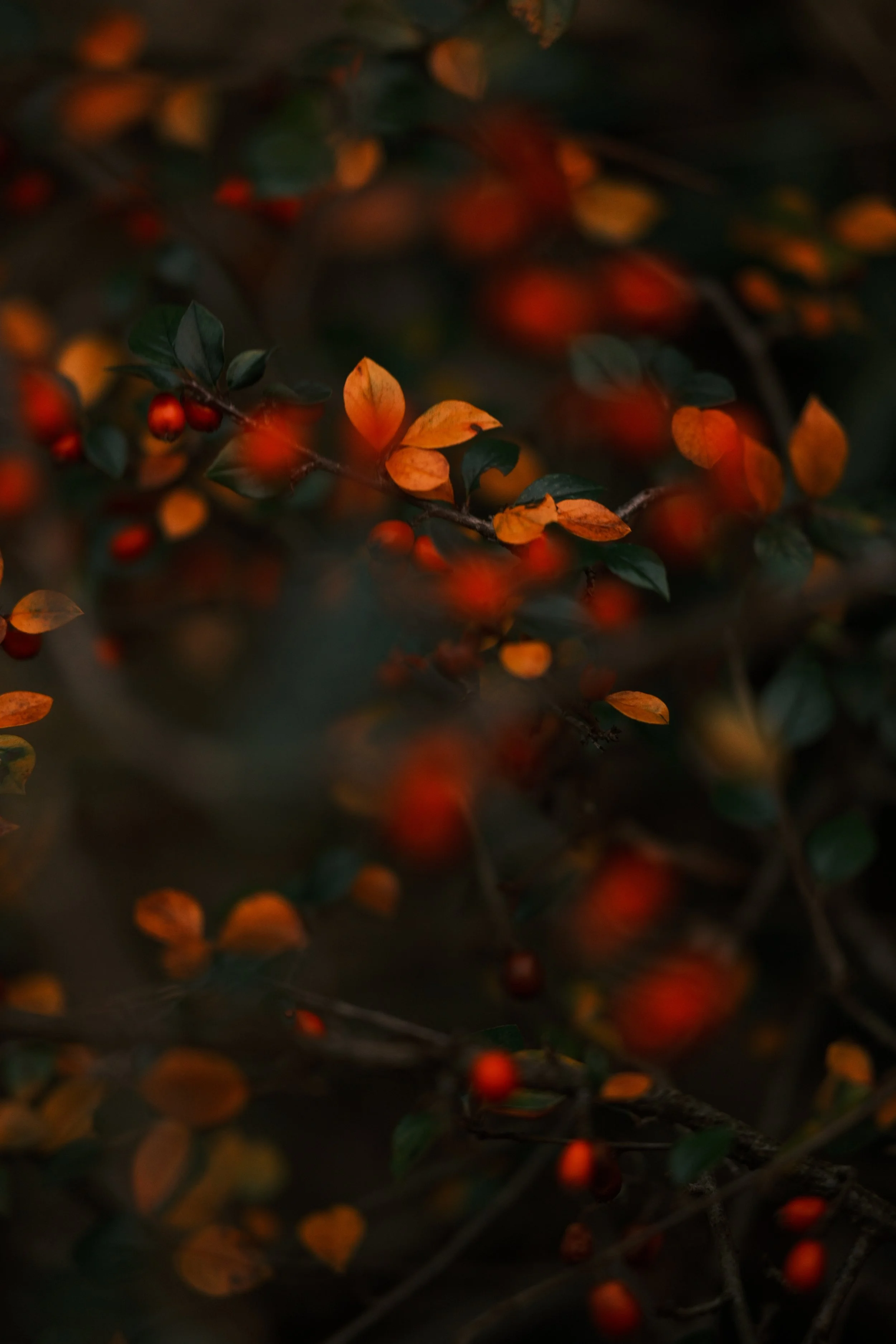 Close-up of a shrub with small red berries and orange leaves, with a dark and blurred background.