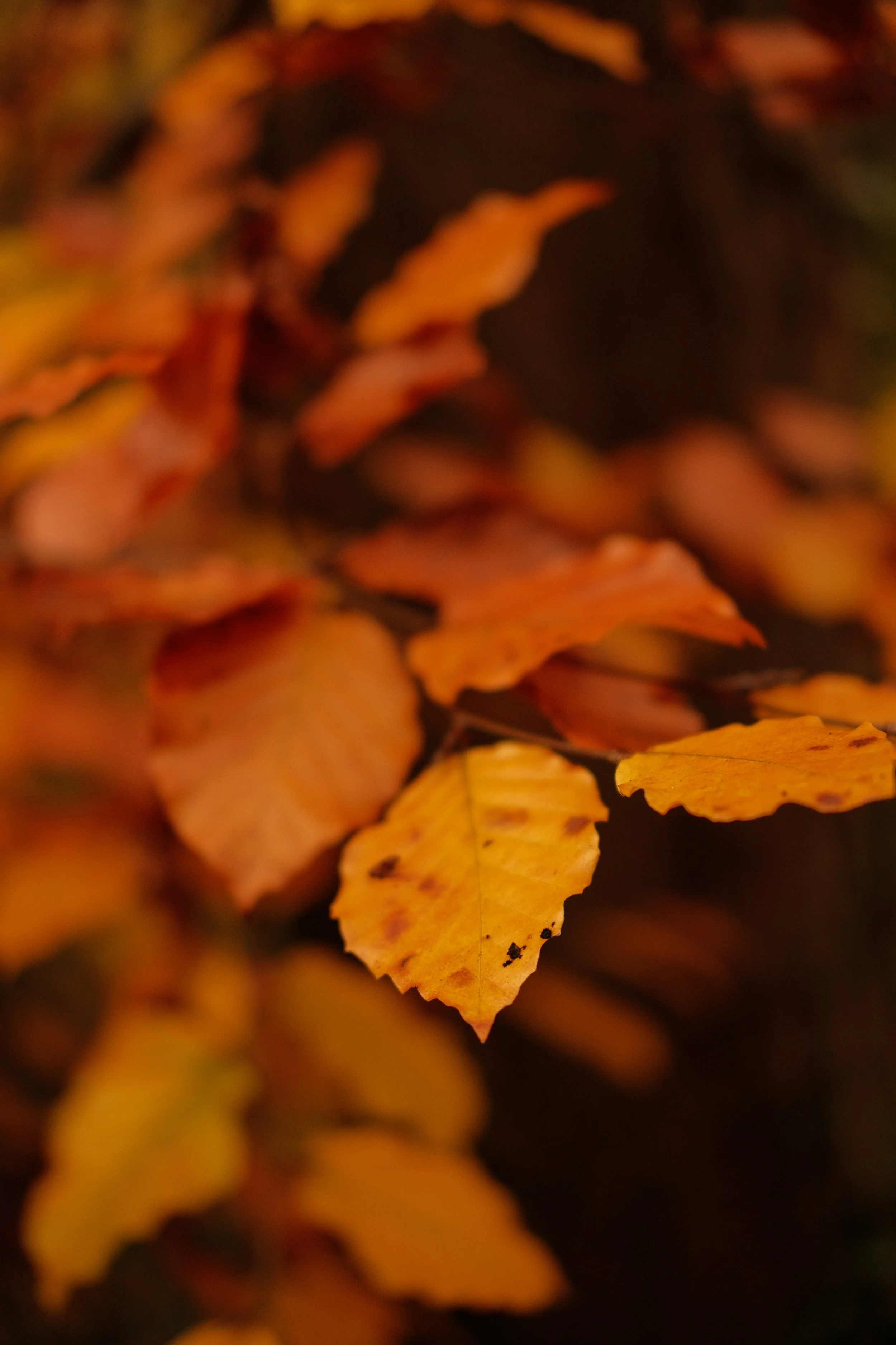 Close-up of yellow and orange autumn leaves on a dark background.