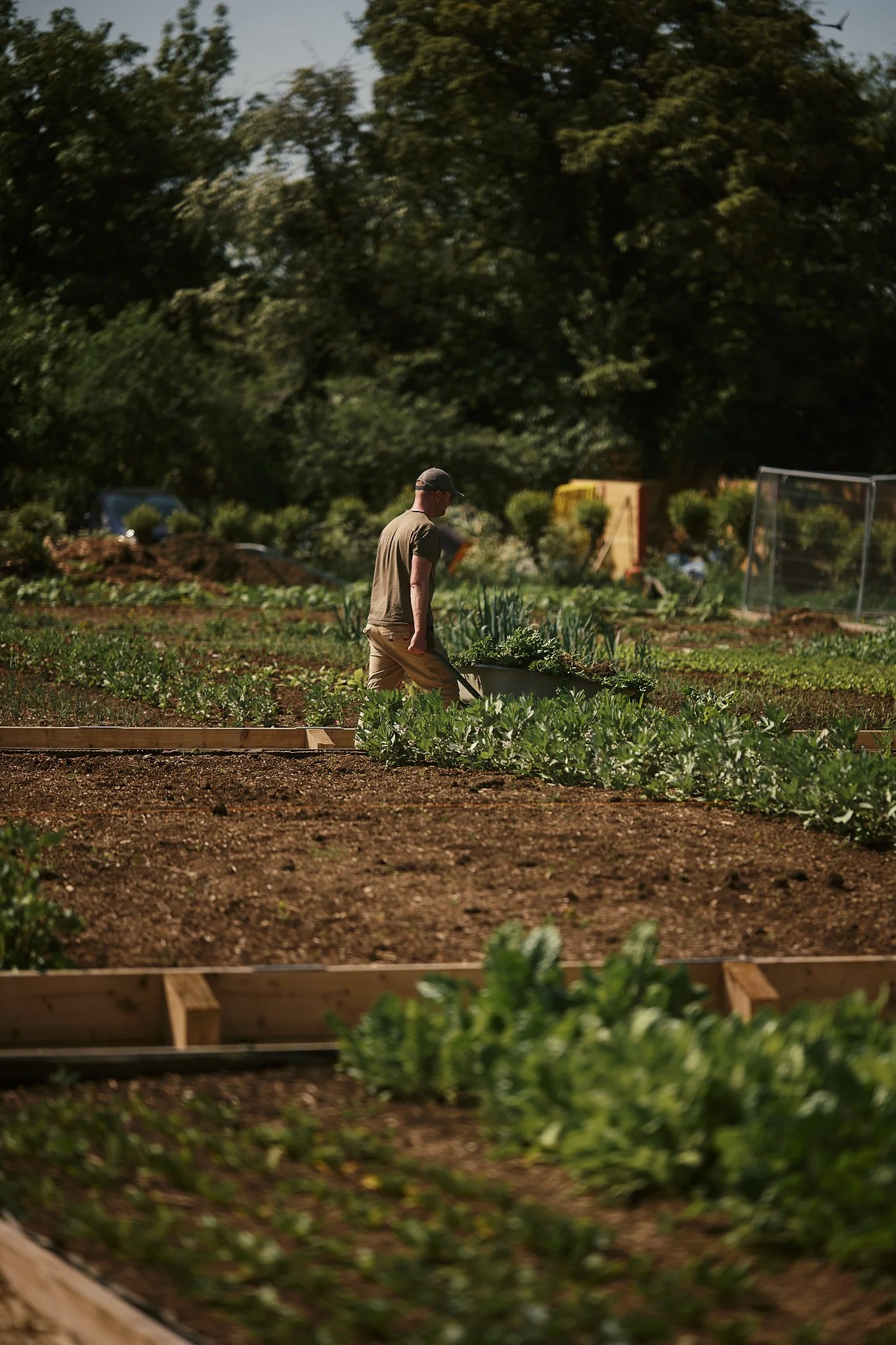 A man working in a vegetable garden, pushing a wheelbarrow filled with leafy greens, with multiple garden beds and green trees in the background. Hotel interior photography at THE PIG-in the Cotswolds