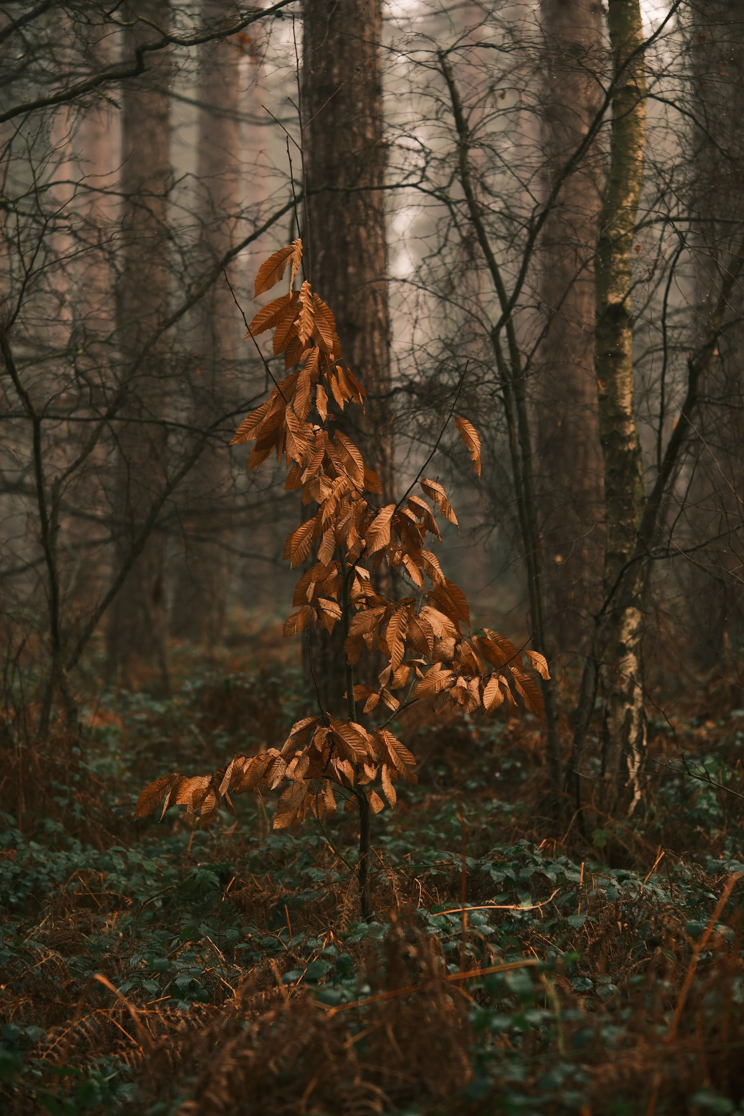 A small tree with brown, dried leaves in a misty forest with tall trees and dense underbrush.