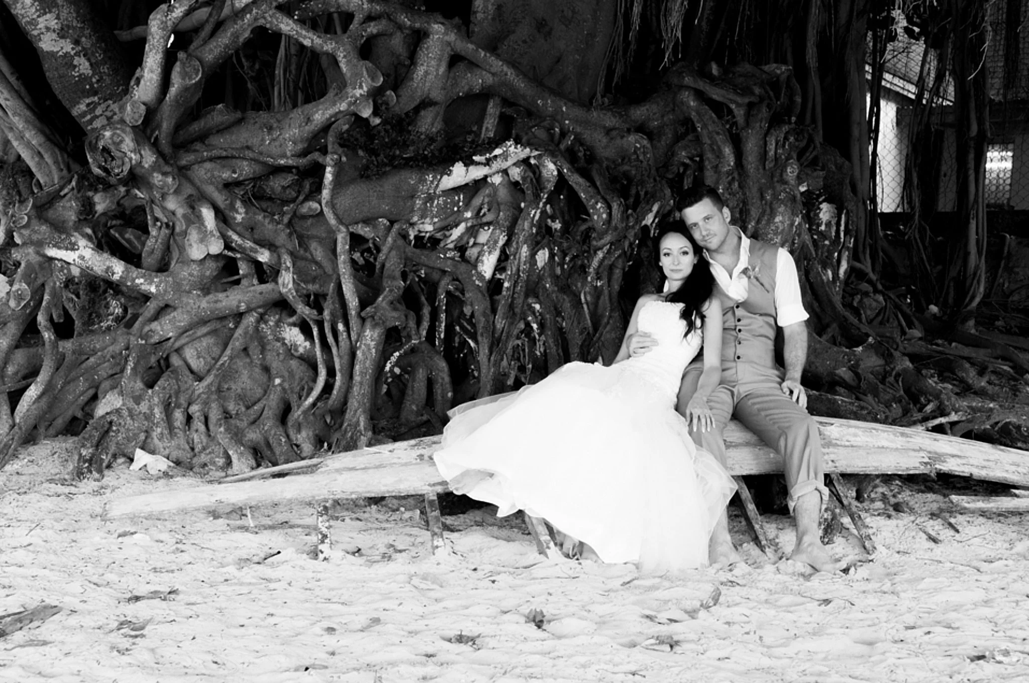 A couple dressed in wedding attire sitting on a wooden bench in front of a large tree with twisted roots on the beach.