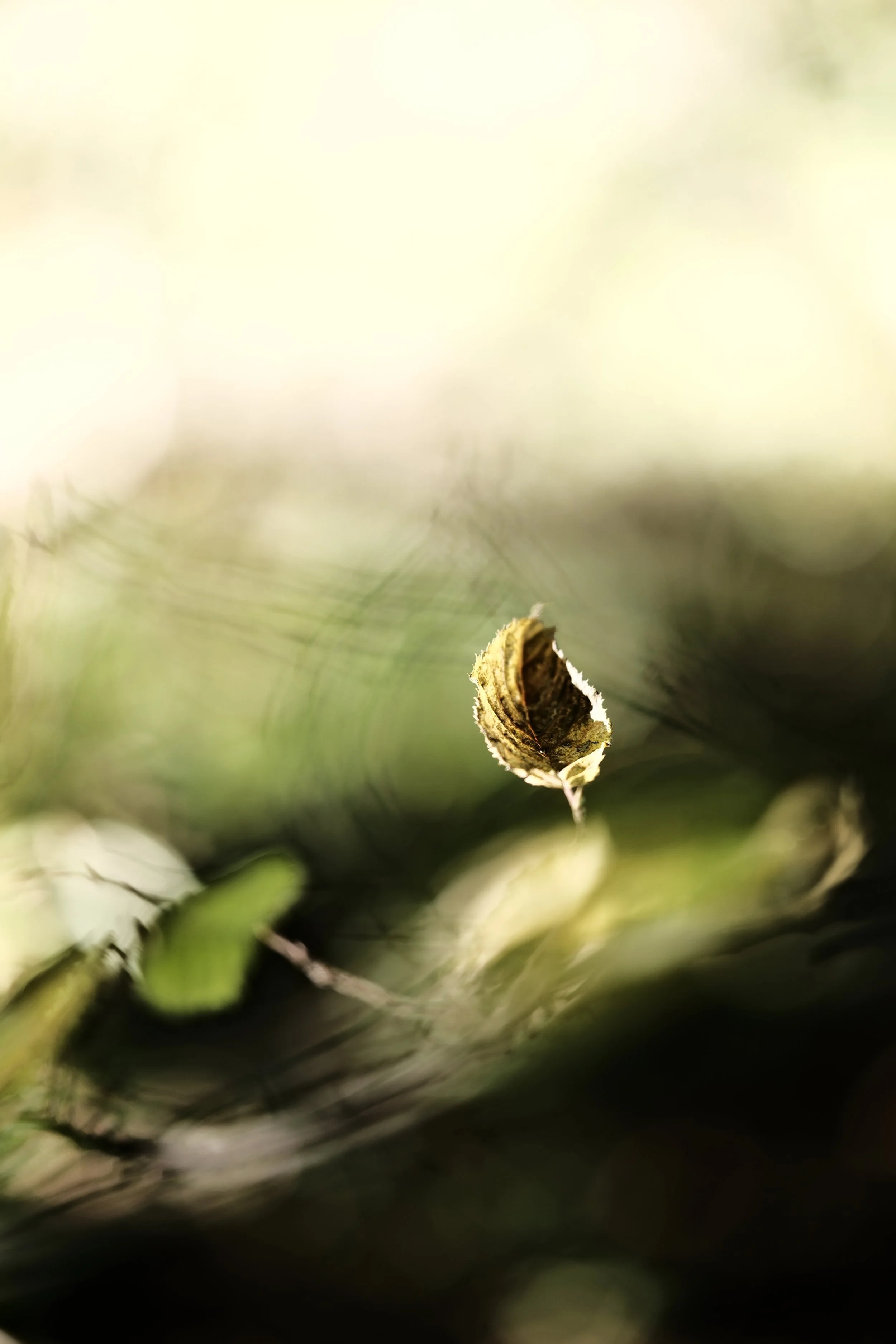 Close-up of a withered, curled leaf on a blurred background of green and beige tones.