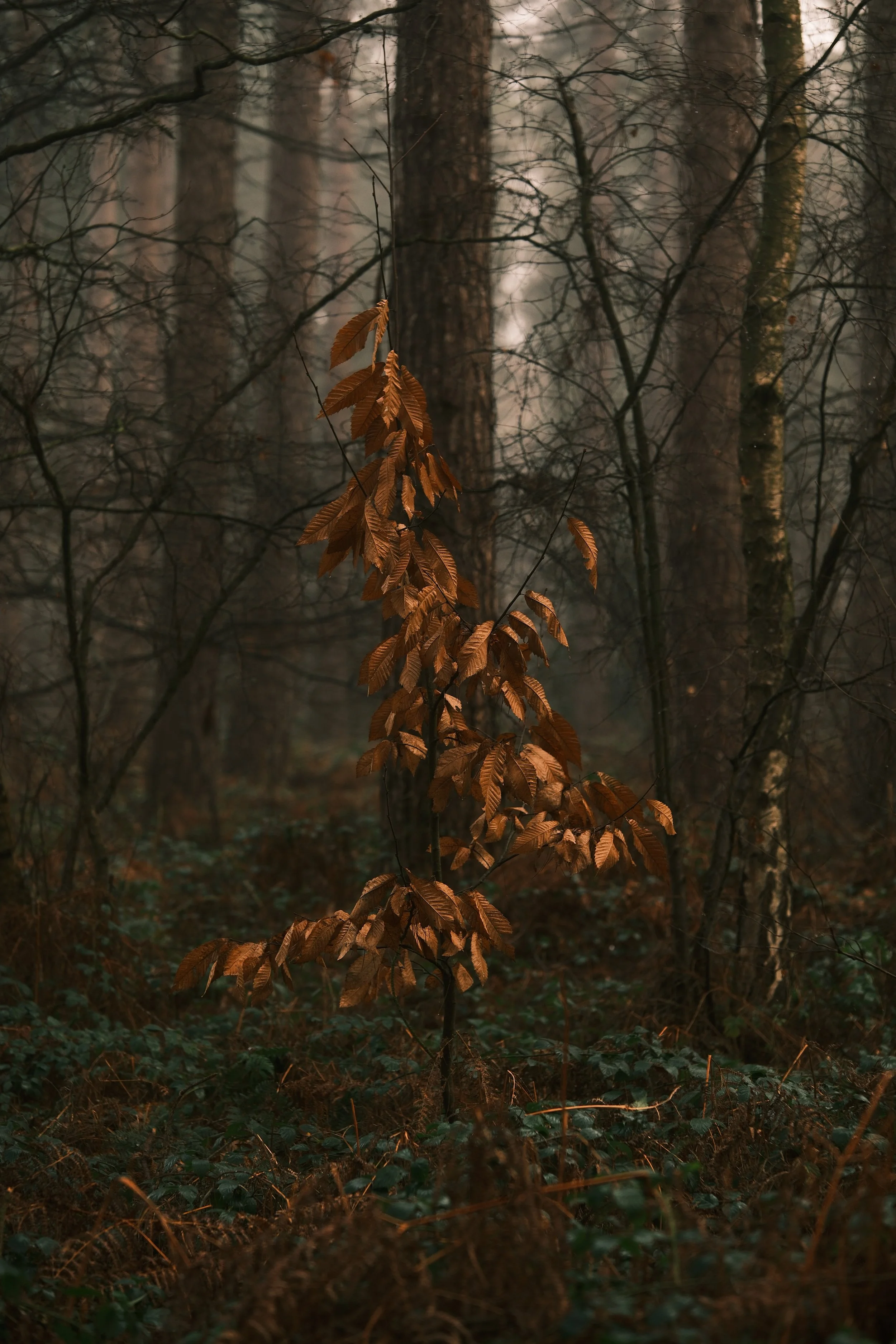 A small tree with brown leaves in a foggy forest surrounded by larger trees and green undergrowth.