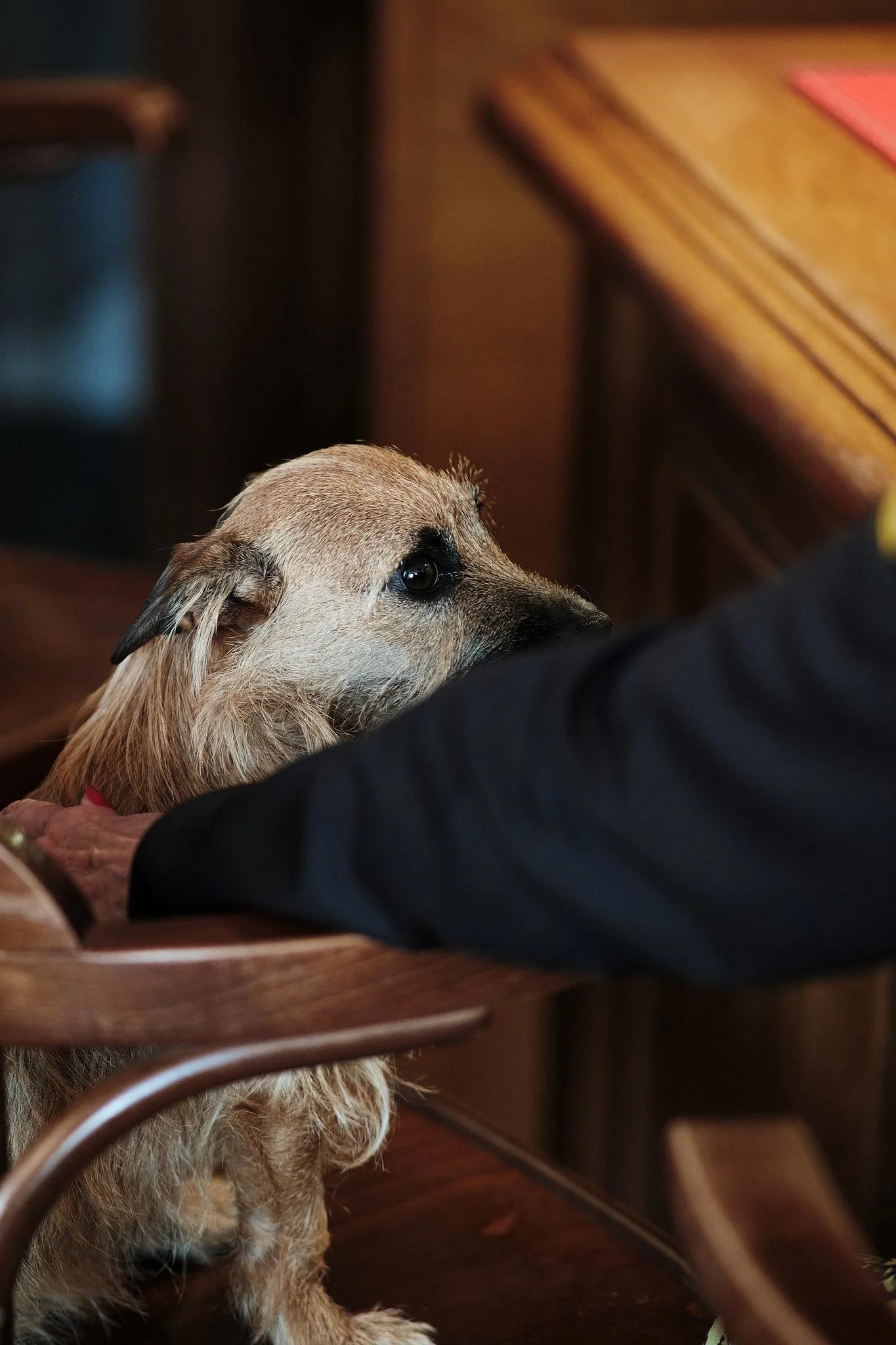 A small, tan-colored dog sitting on a wooden table, gazing up with attentive eyes, with a person's arm resting nearby.