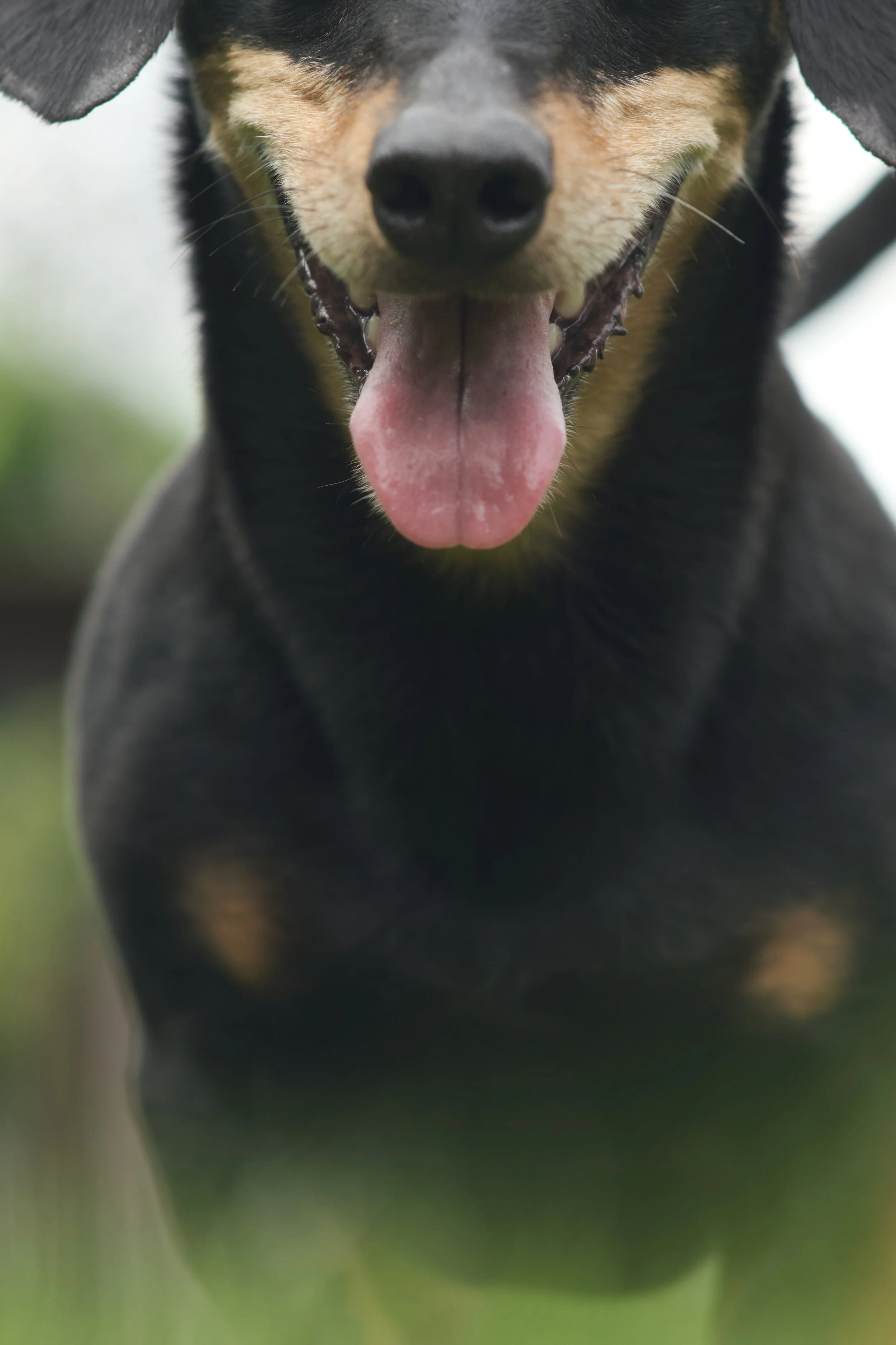 A black and tan dog with its tongue out, seen from a close-up, low angle.