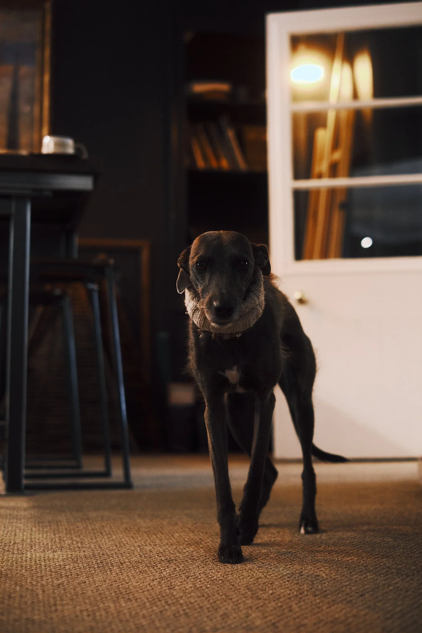 A black dog with a knitted scarf around its neck walking indoors on a carpeted floor.