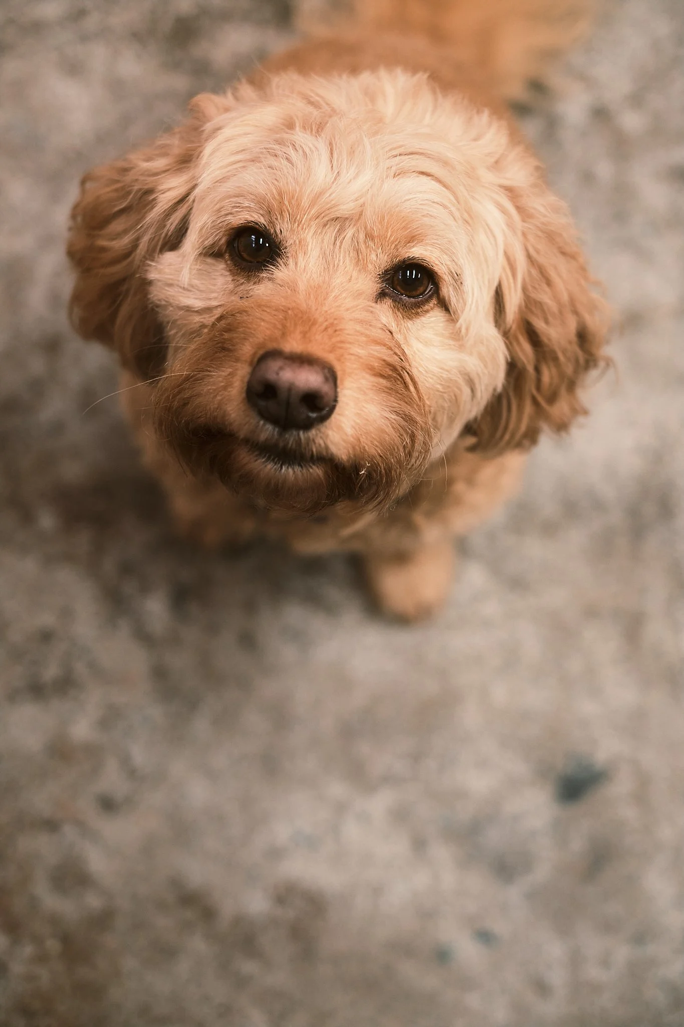 A close-up view of a light brown, curly-haired dog looking up at the camera on a gray concrete floor.