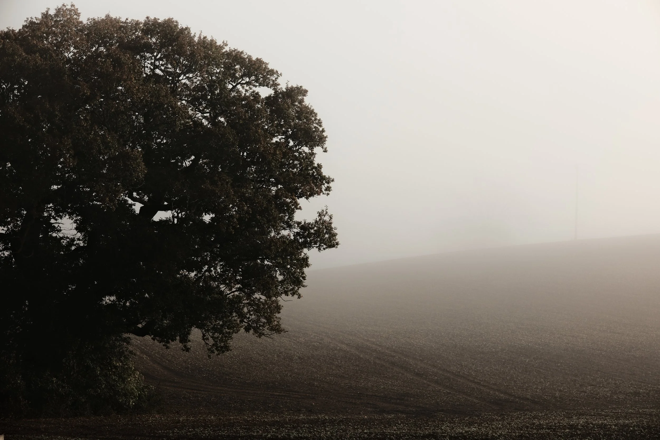 A solitary tree stands on a grassy hilltop shrouded in thick fog, with a sleek, lone radio tower barely visible in the distance.