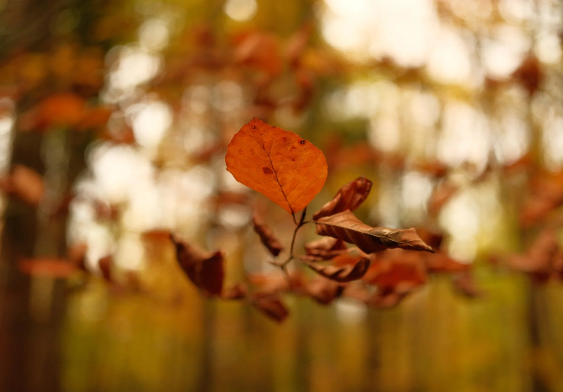 Close-up of an orange autumn leaf on a branch with blurred fall foliage in the background.