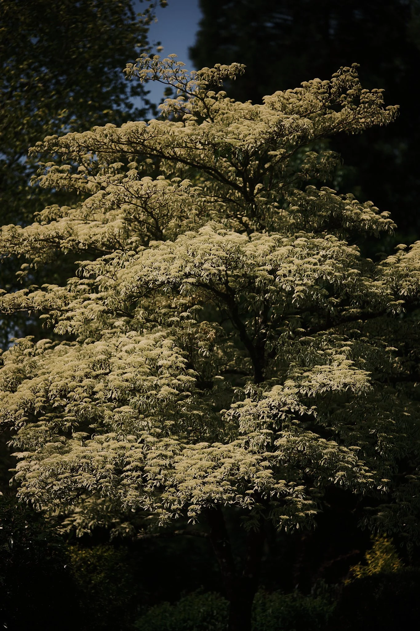 A tree with light-colored, feathery leaves or flowers, illuminated by sunlight, with a dark background. Hotel interior photography at THE PIG-in the Cotswolds