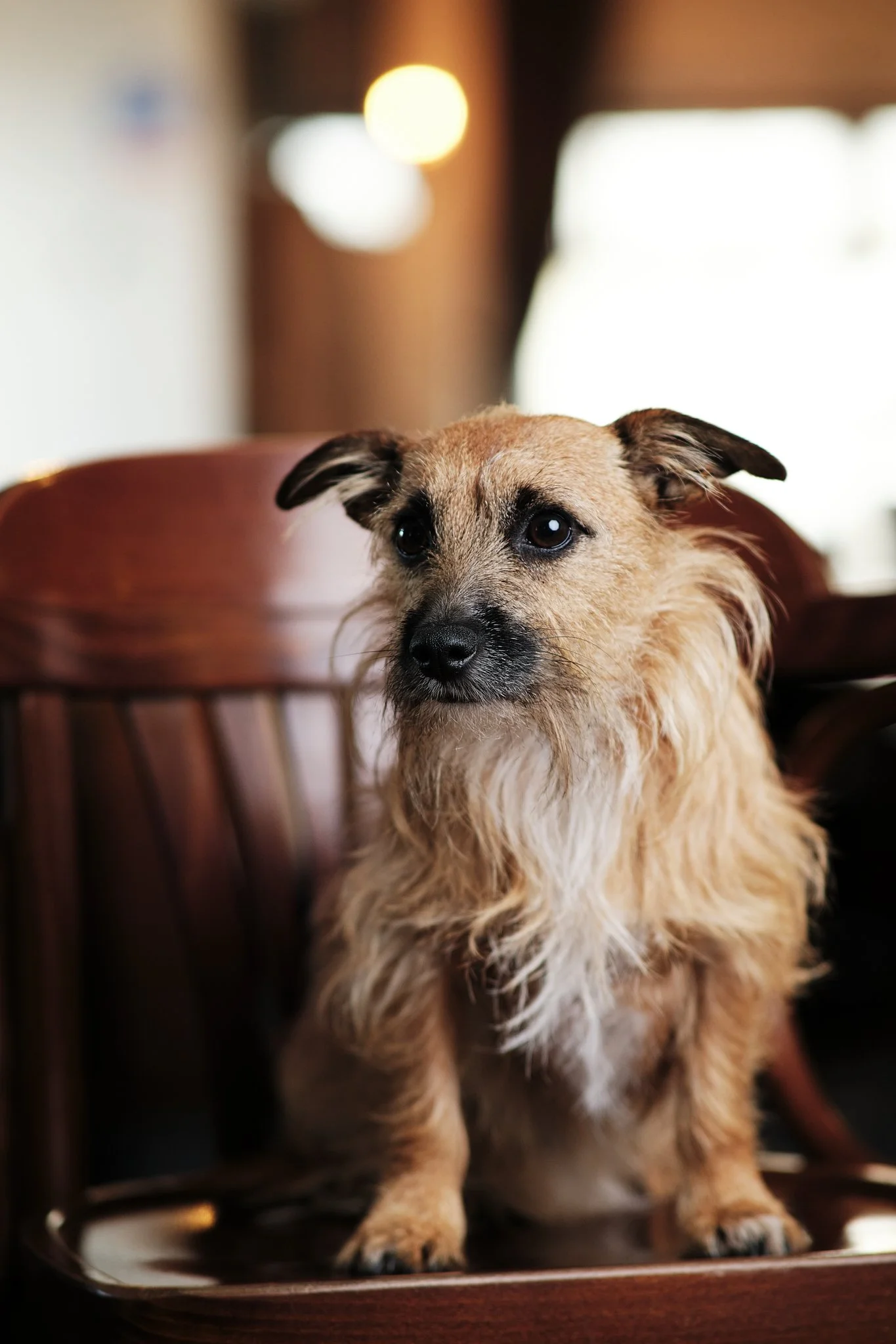 A small, tan-colored dog with a wiry coat and black markings on its face, sitting on a wooden chair inside a warmly lit room.