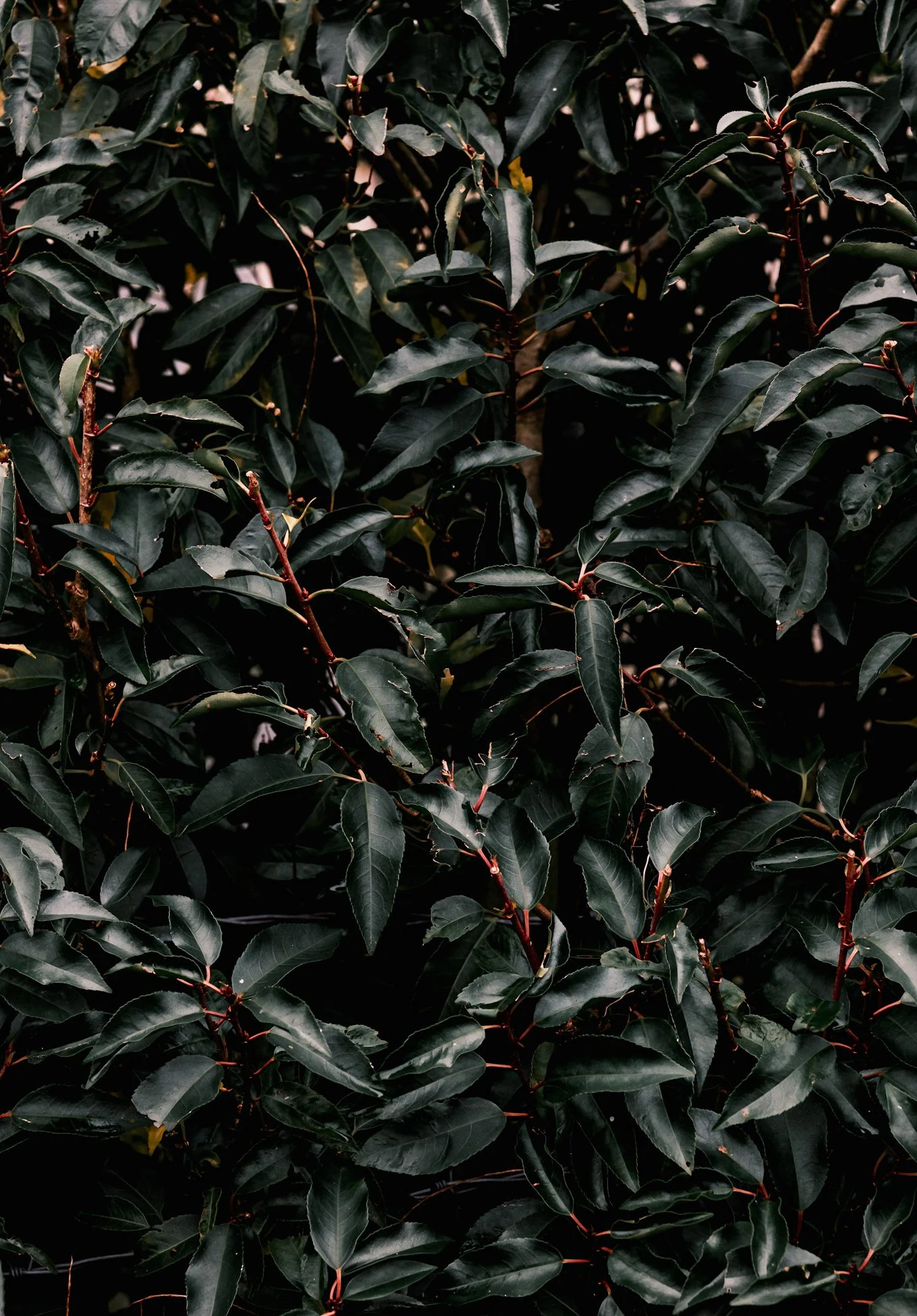 Close-up of dark green, glossy holly leaves with reddish stems.