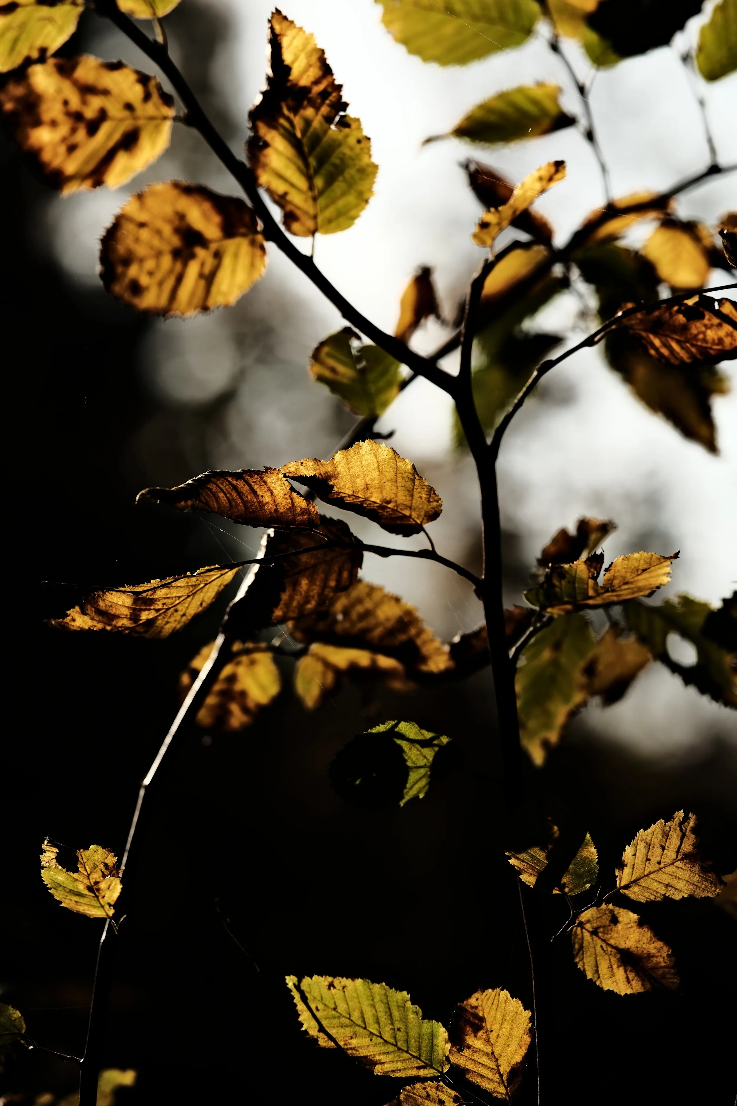 Close-up of autumn leaves on branches with sunlight shining through, showing yellow, green, and brown colors.