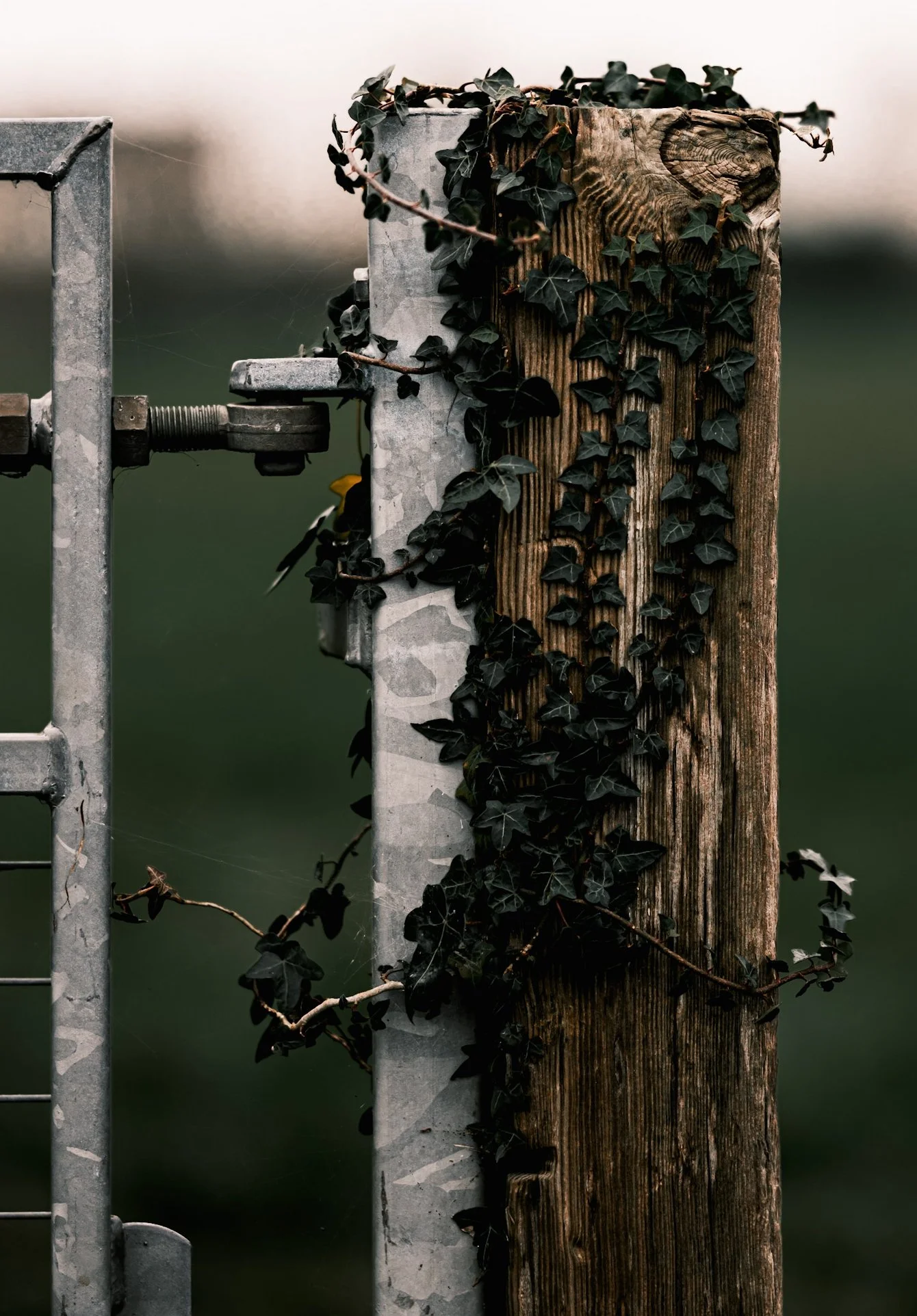 A close-up of a wooden and metal fence post entwined with black ivy leaves.