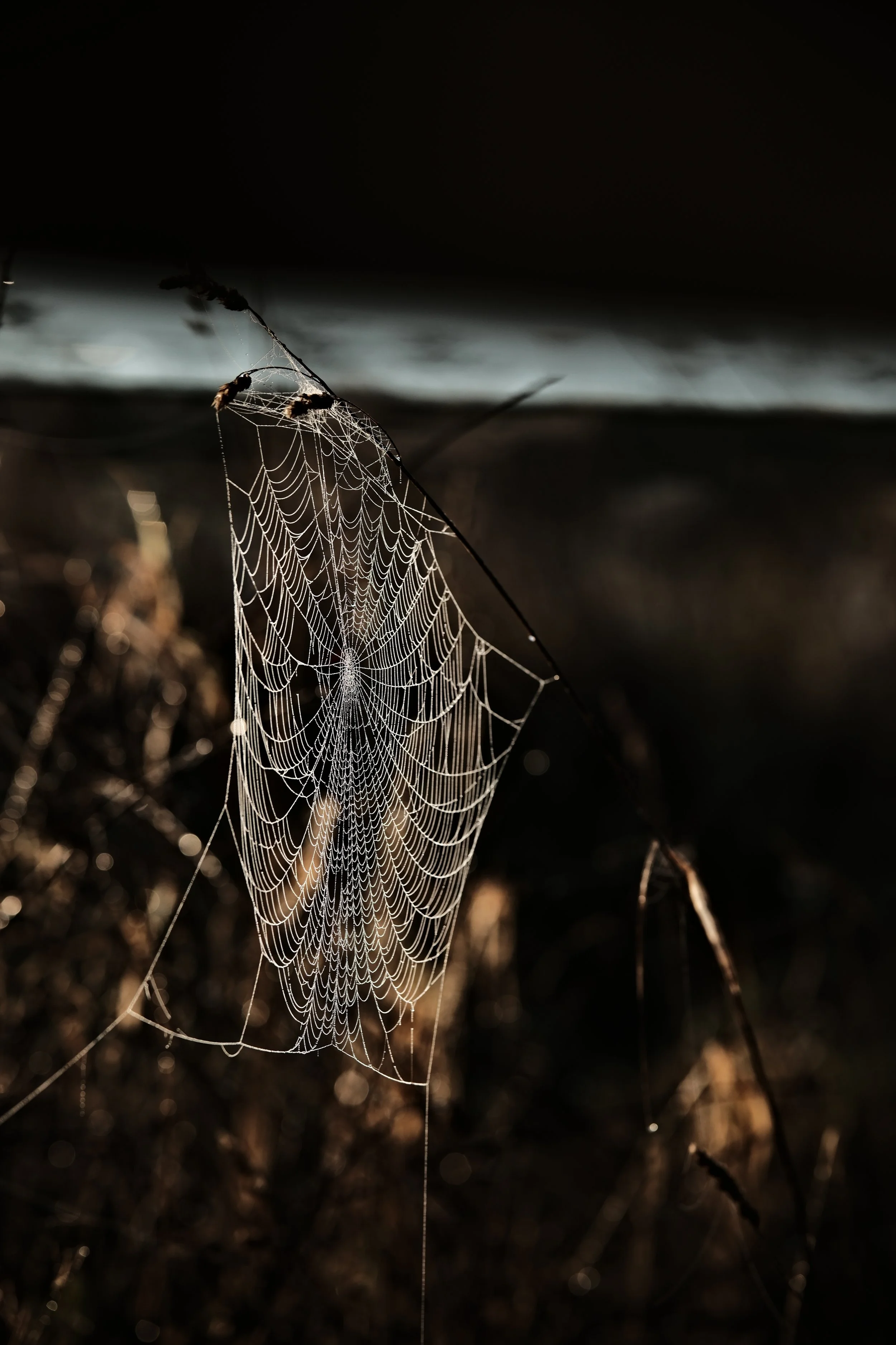Close-up of a spider web on a grassy patch, with sunlight illuminating the web's intricate pattern.