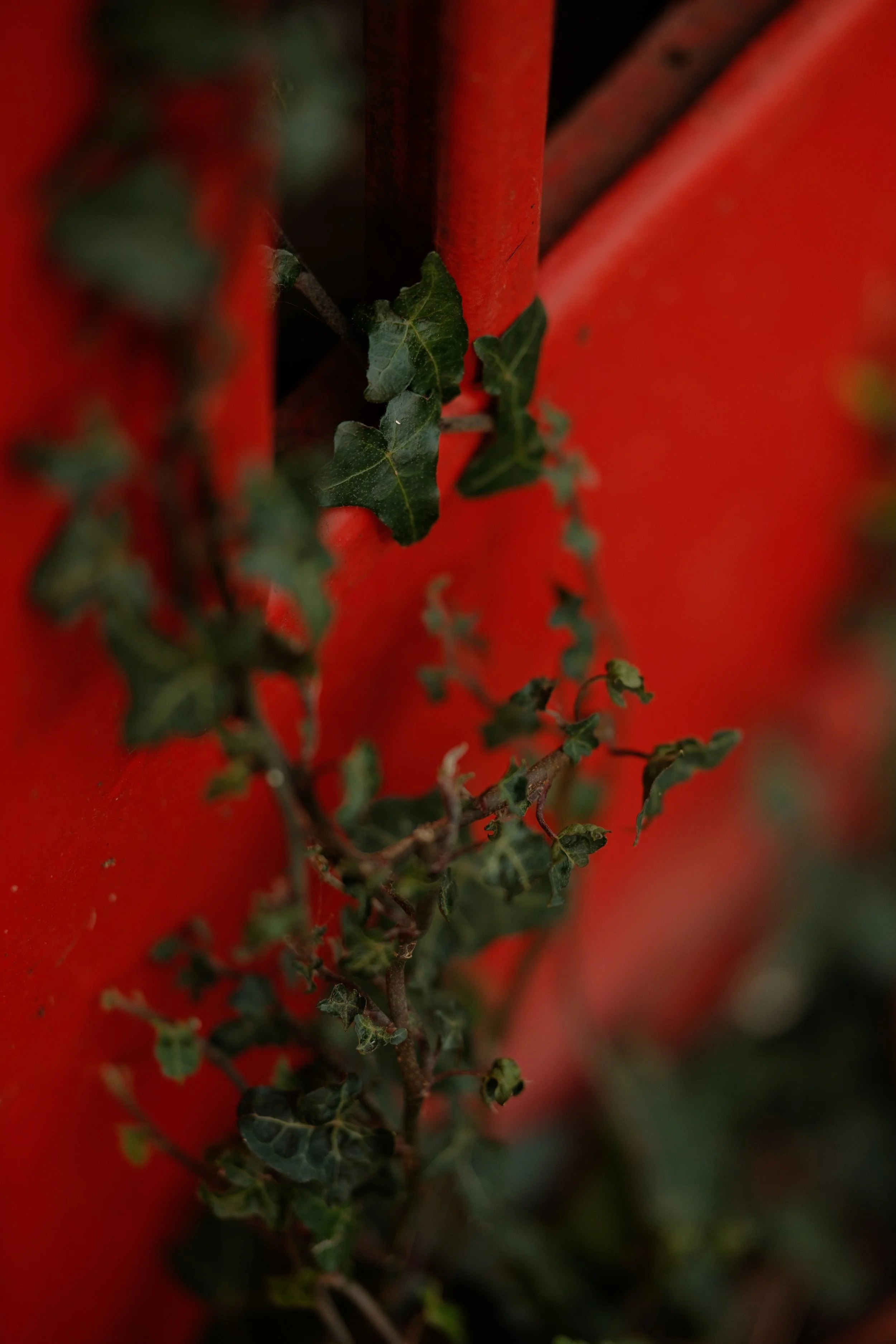 Close-up of green ivy leaves and vine on a red fence.