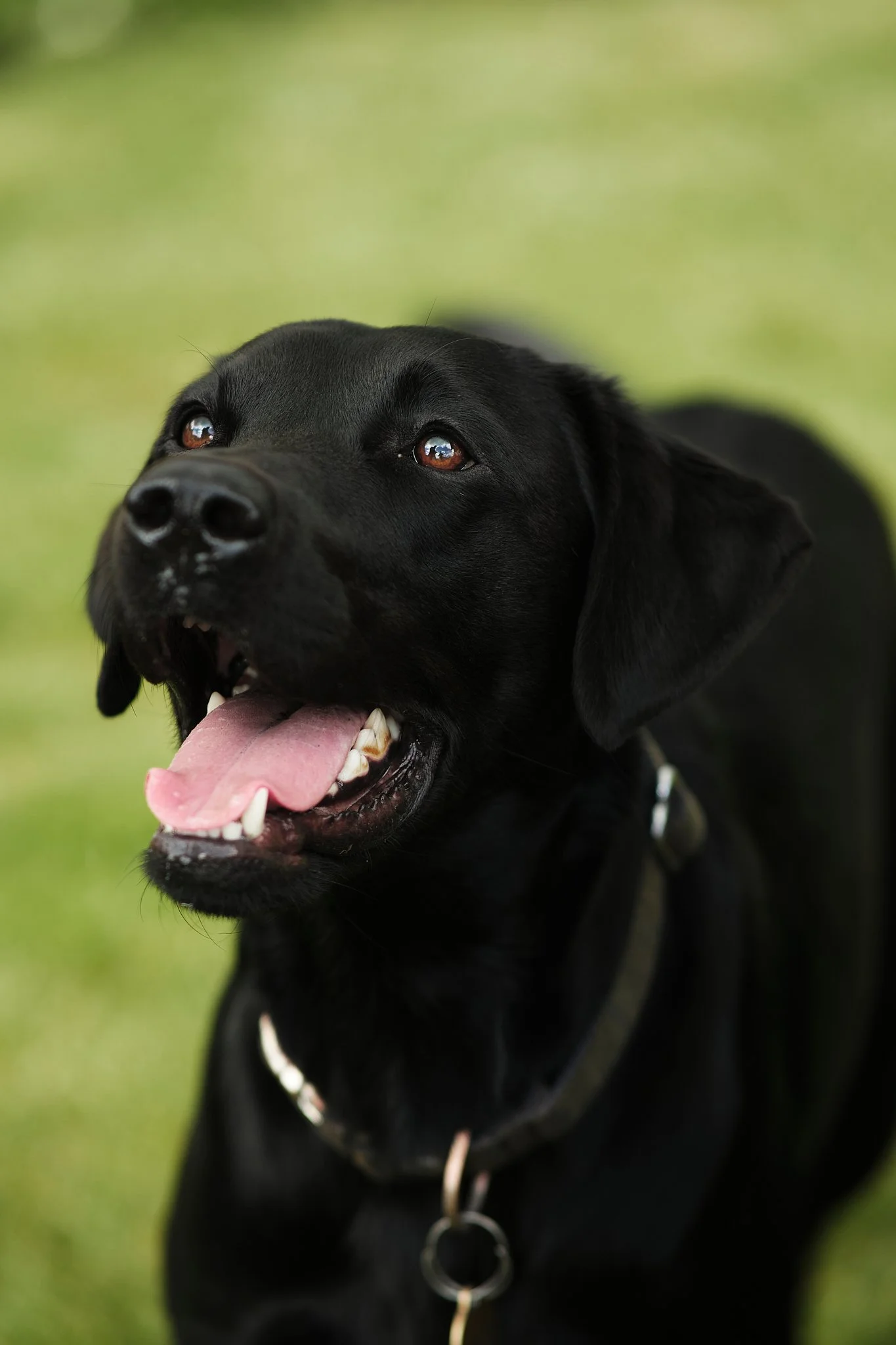 Close-up of a happy black Labrador Retriever dog outdoors, with its tongue out and teeth visible.