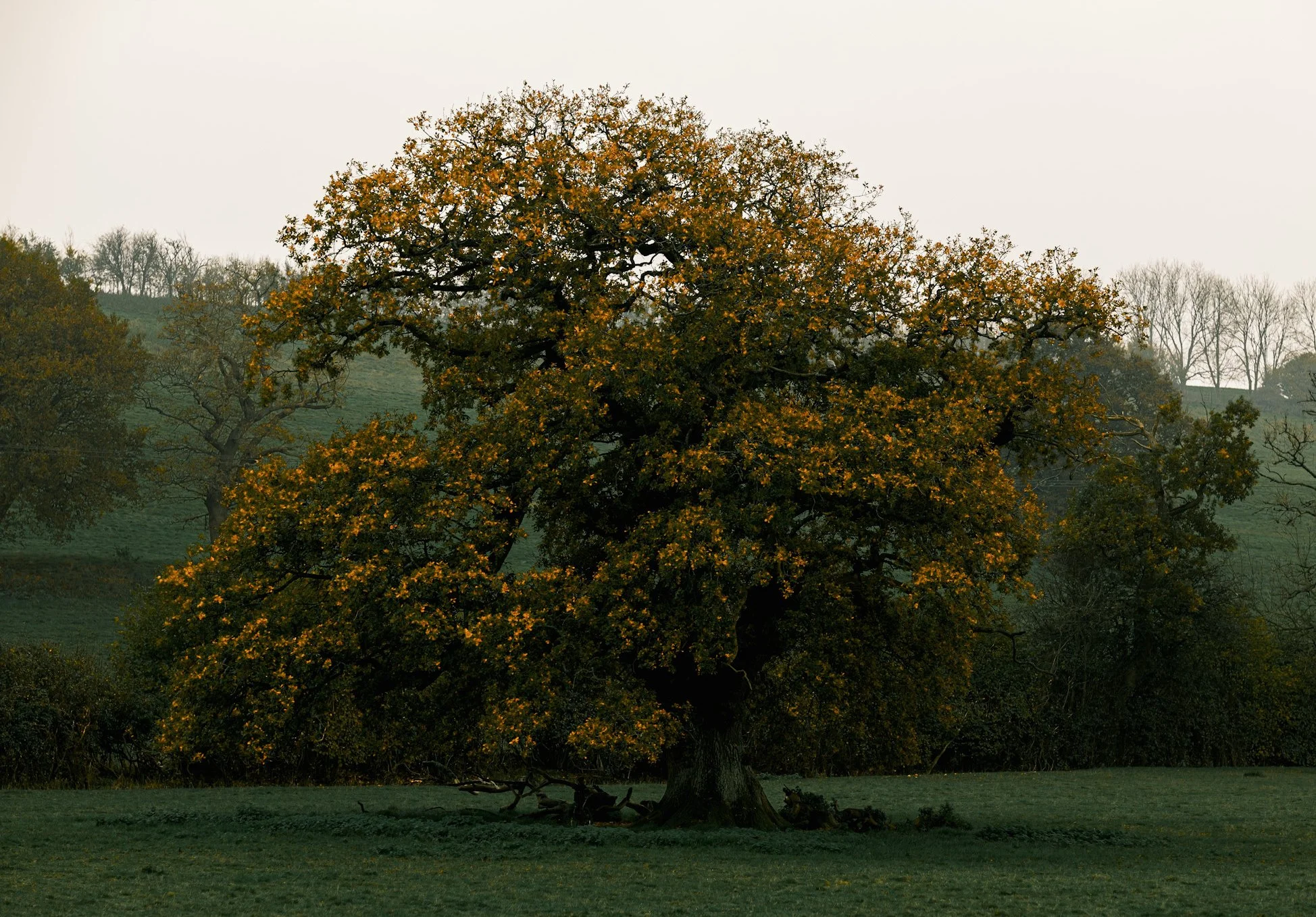 A large oak tree with yellow leaves standing alone on a grassy field, with a background of smaller trees and a hazy sky.