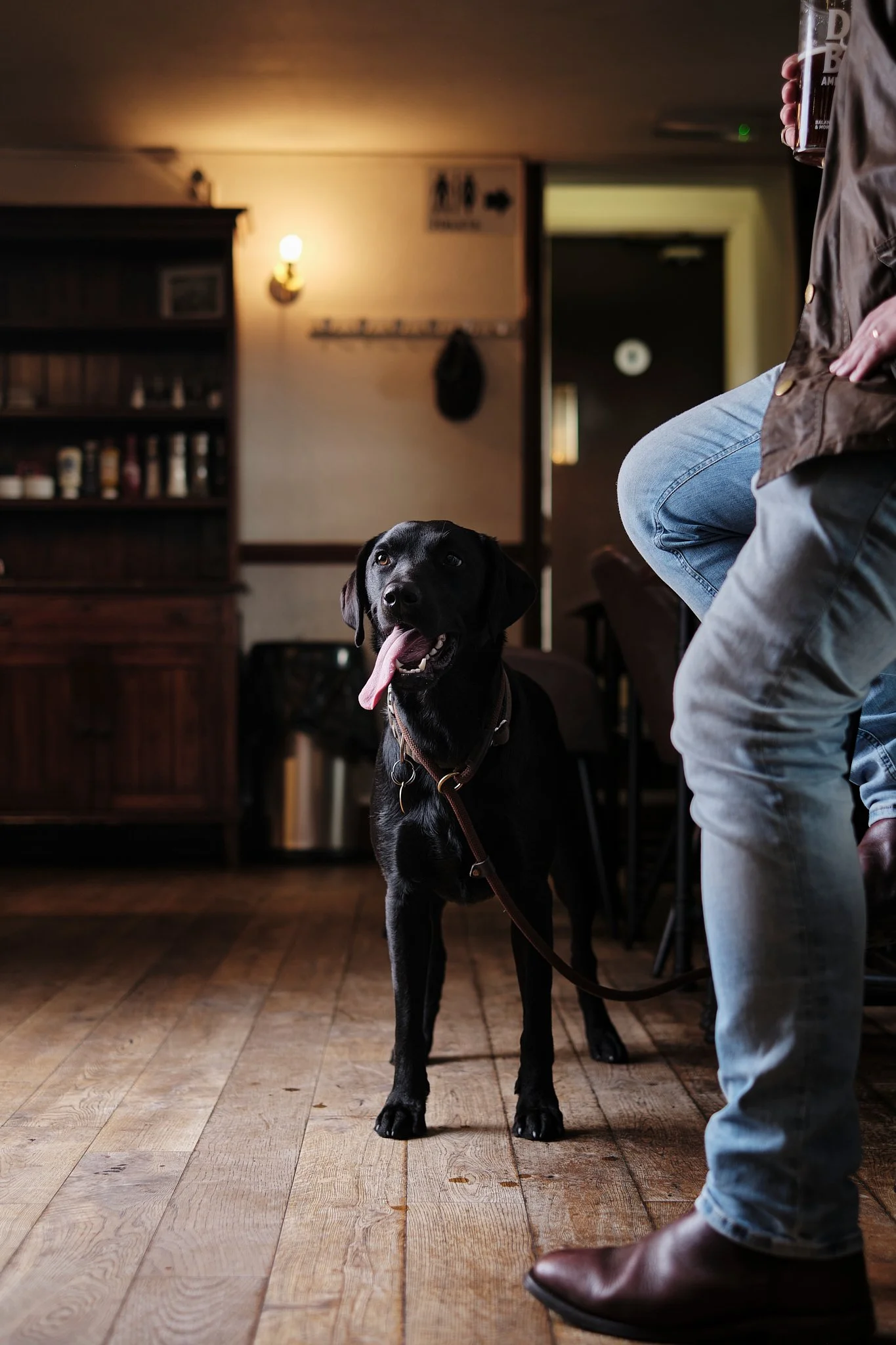A black Labrador retriever dog standing on wooden floor inside a room with a dog leash attached to its collar, owner partially visible holding a drink, in a cozy setting with warm lighting and wood furniture.