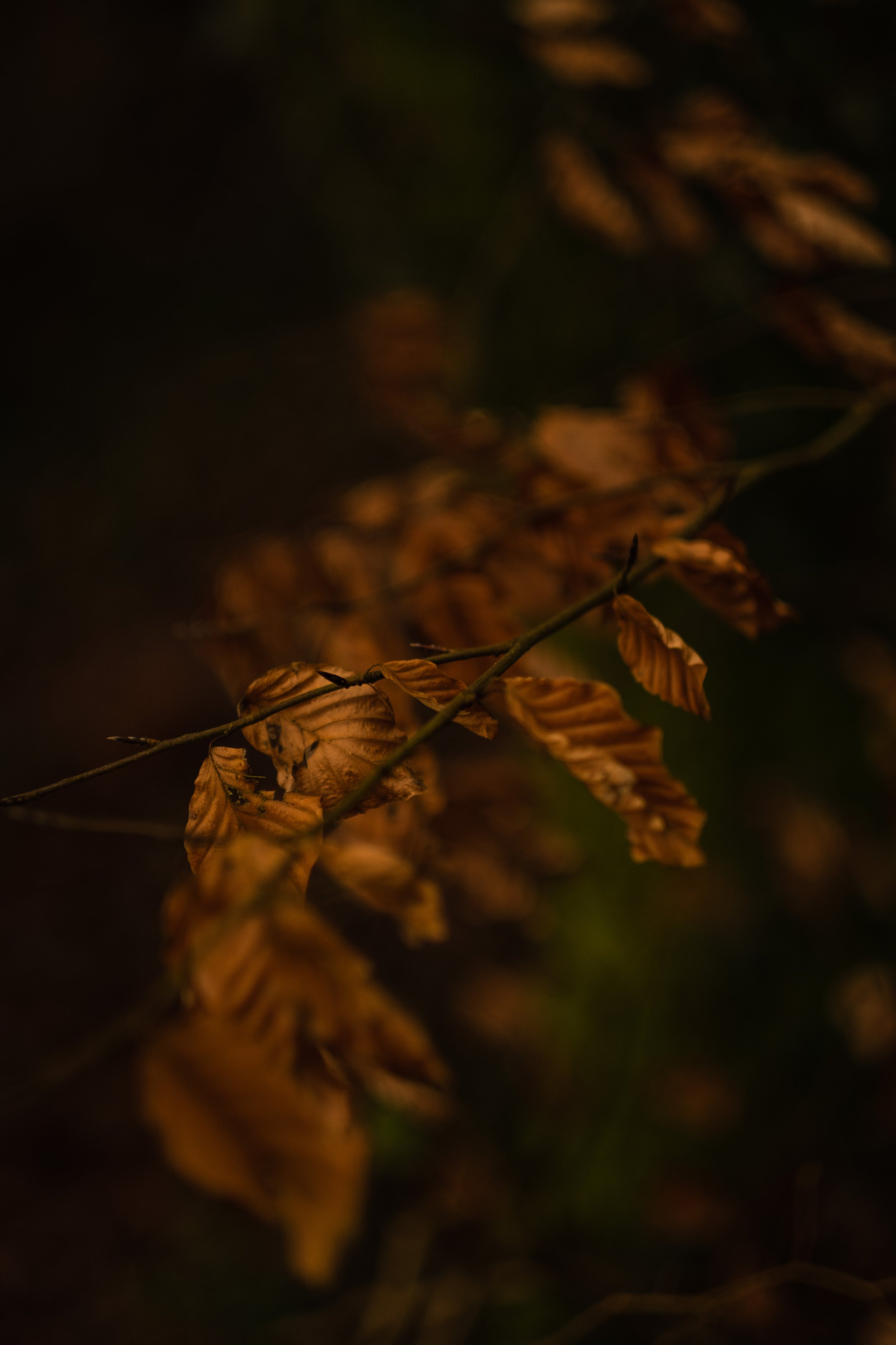 Close-up of withered orange leaves on a dark, blurred background.