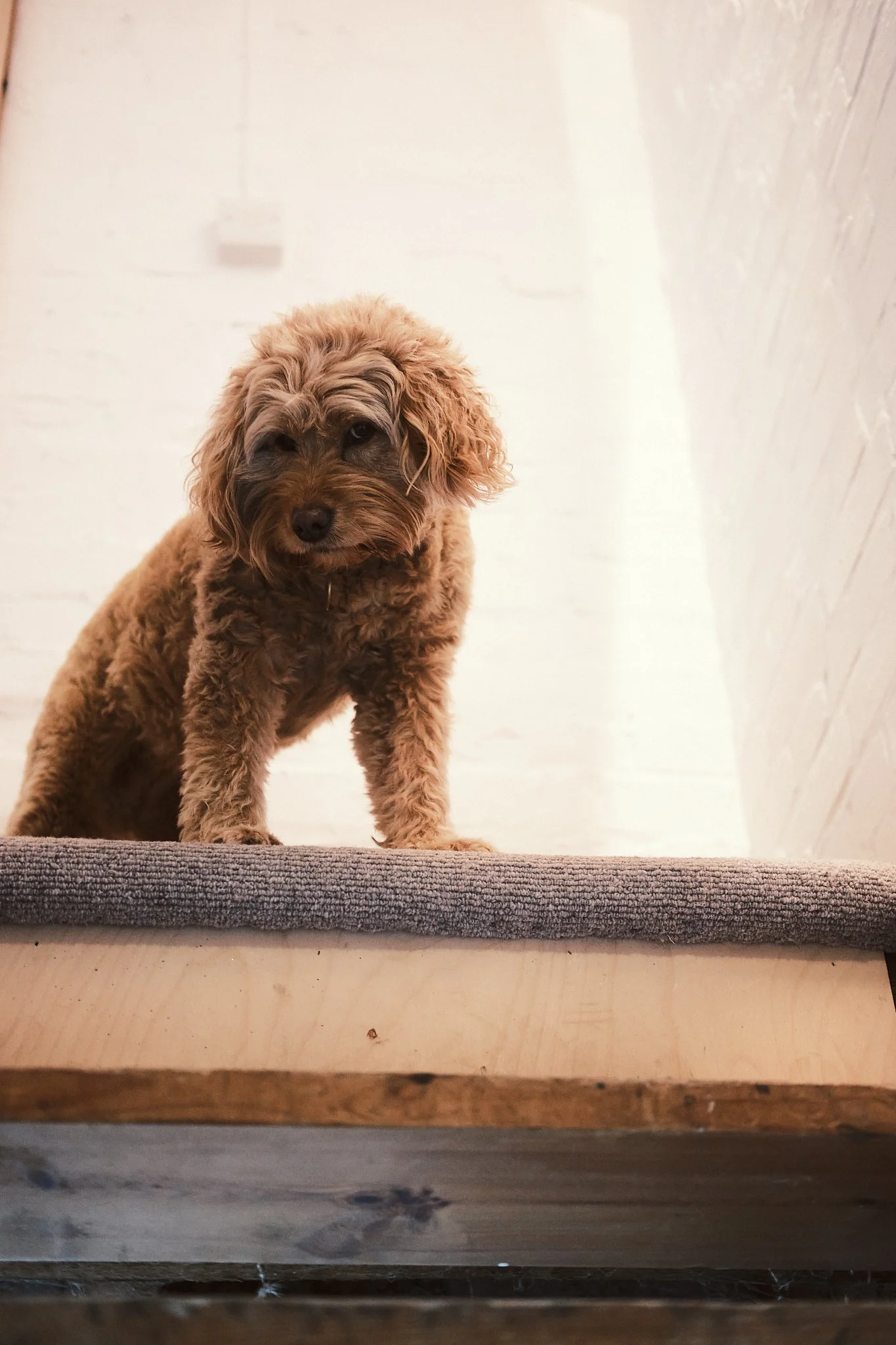 A small, curly-haired brown puppy sitting on a gray carpeted step in a well-lit, white-walled indoor space.