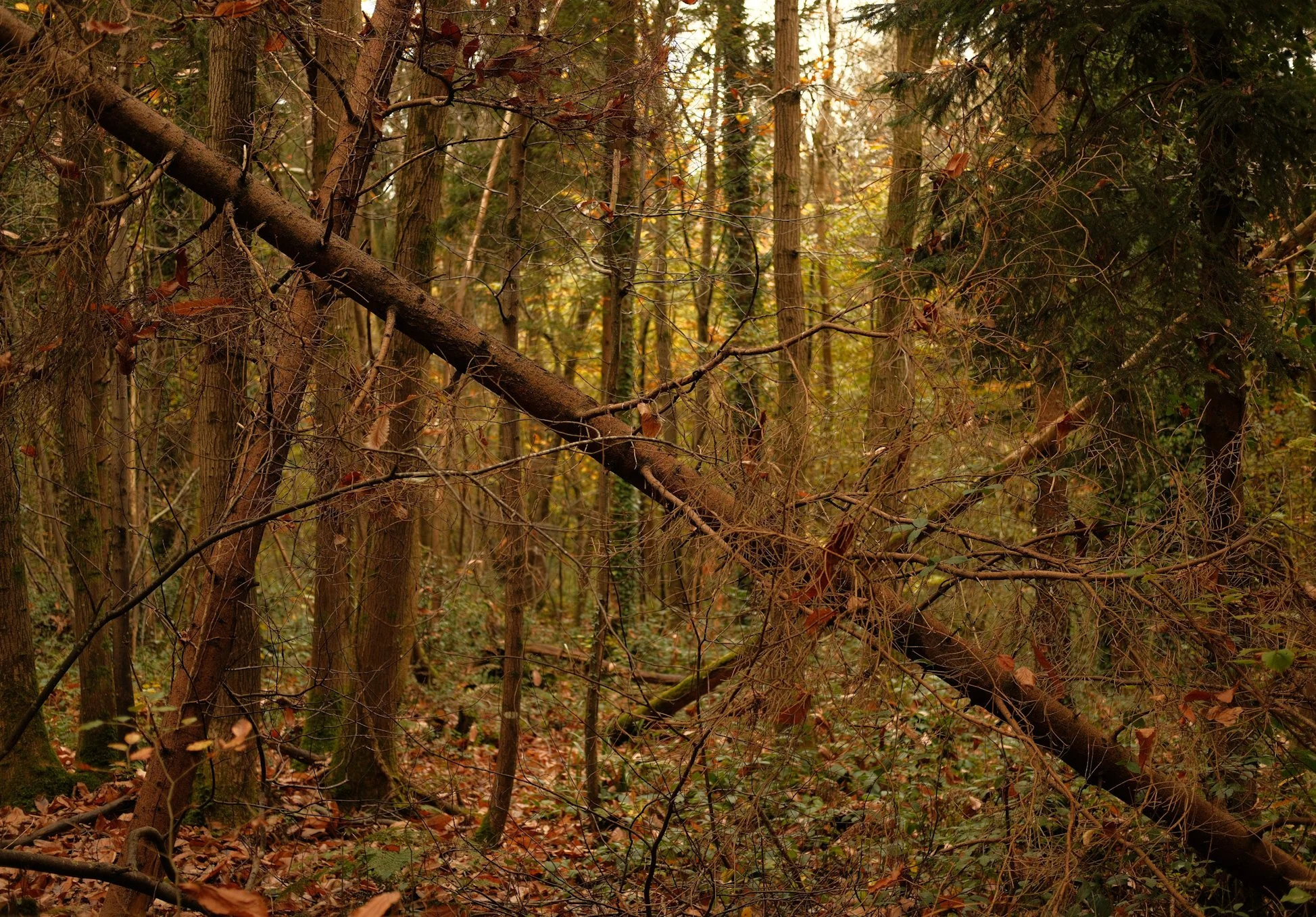 A dense forest with trees, fallen branches, and leaf litter on the ground.