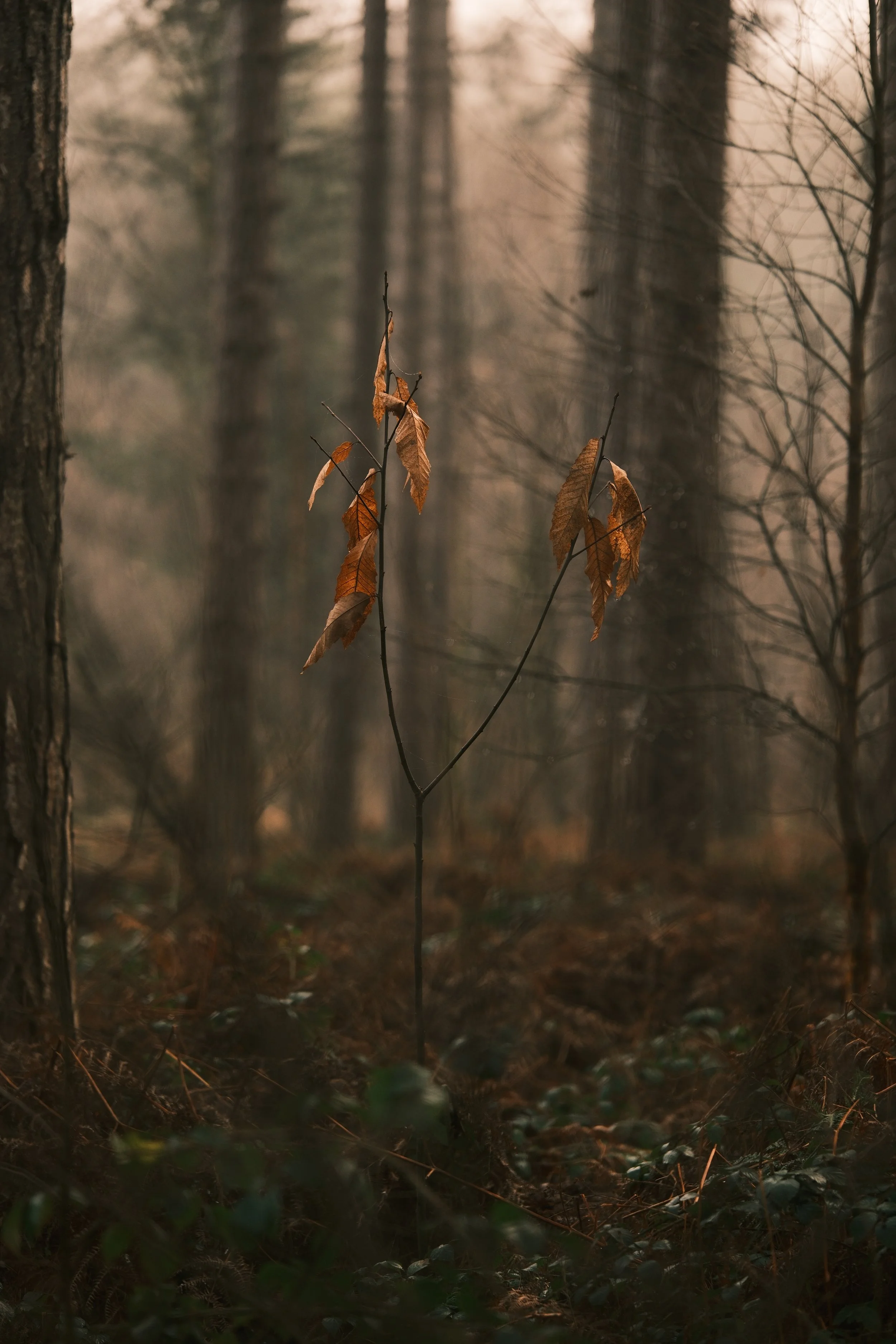 A thin tree with brown, withered leaves stands in a misty forest with tall trees in the background.