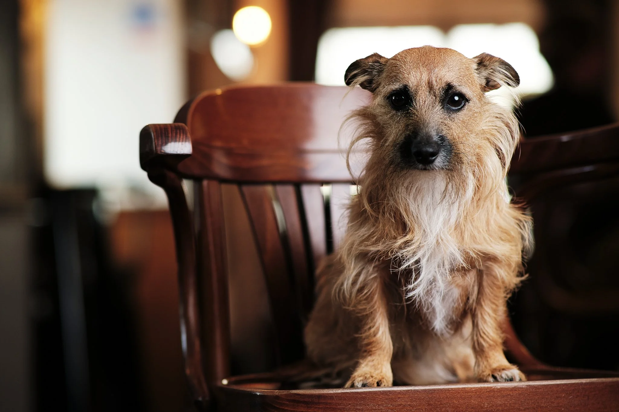 A small tan and black dog sitting on a wooden chair indoors, looking at the camera.