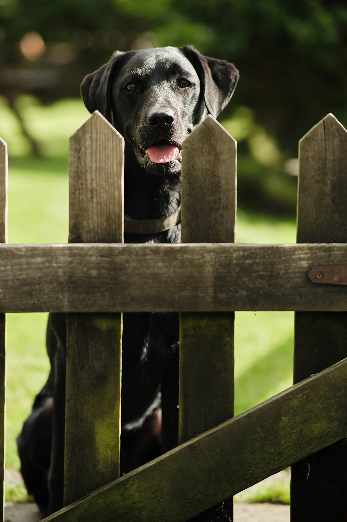 Black dog with a tan collar peering over a wooden picket fence, outdoors on a sunny day.