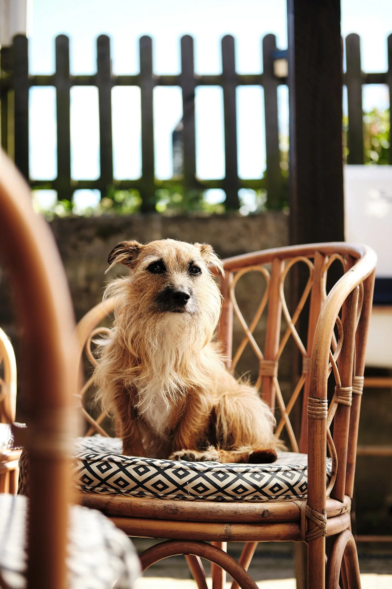 A small tan dog with scruffy fur sitting on a patterned cushion on a rattan chair outdoors.