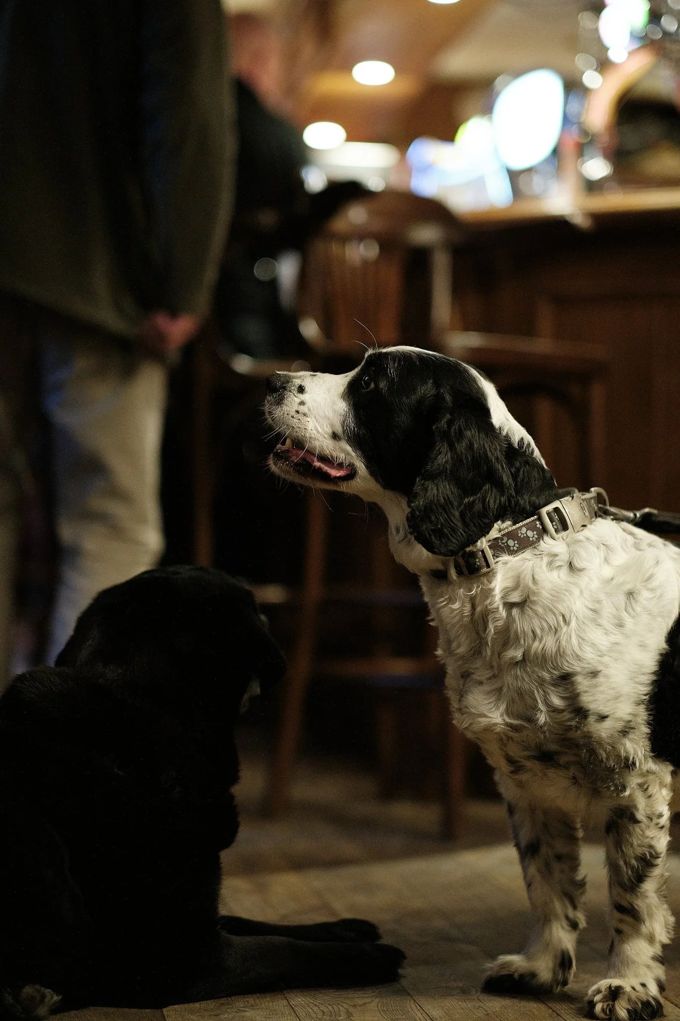 Two dogs, one black and white and one black, sitting on the floor inside a bar or restaurant, with people in the background.