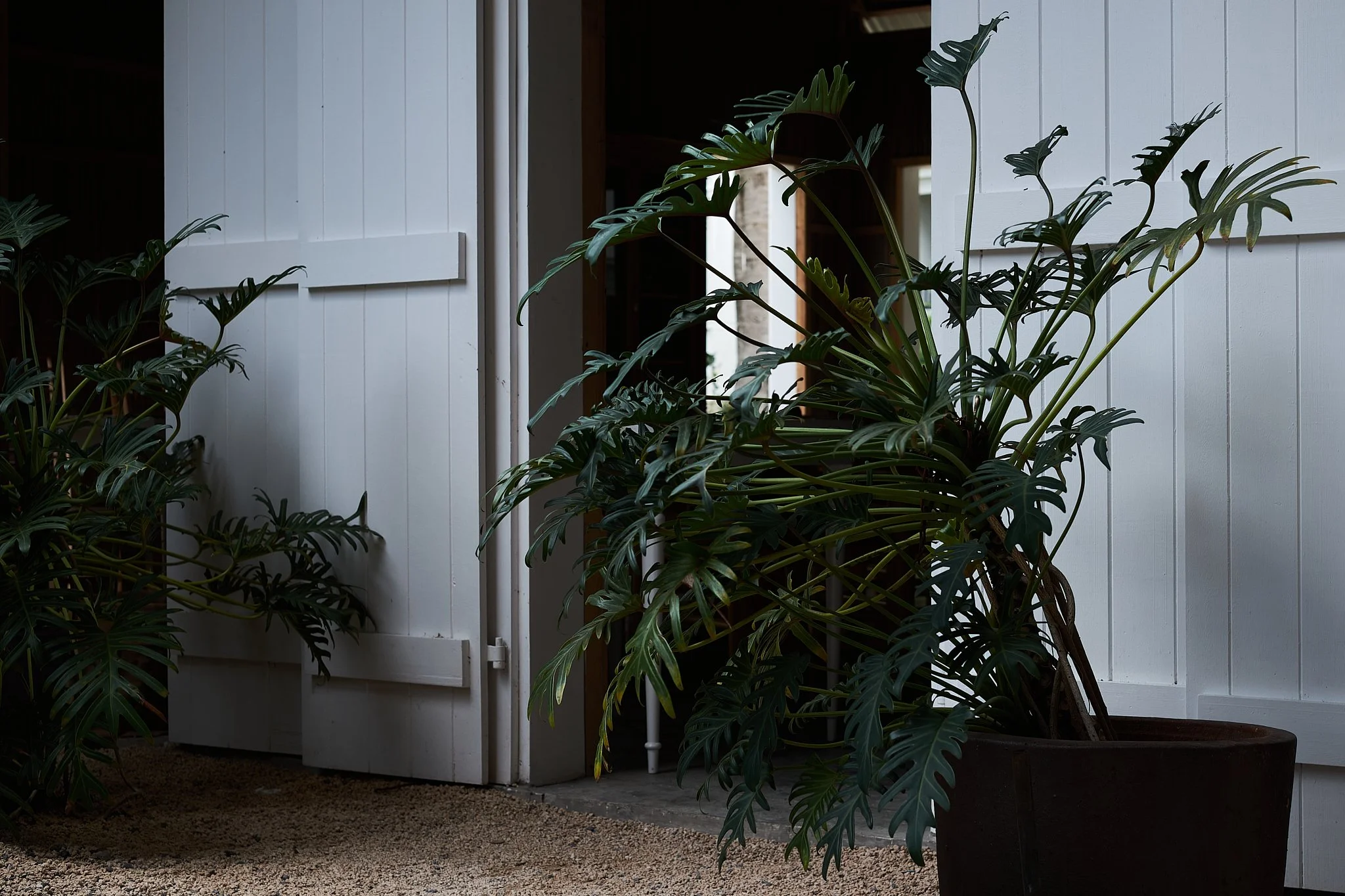 Green leafy plant in a black pot situated near white shed doors on a gravel surface.