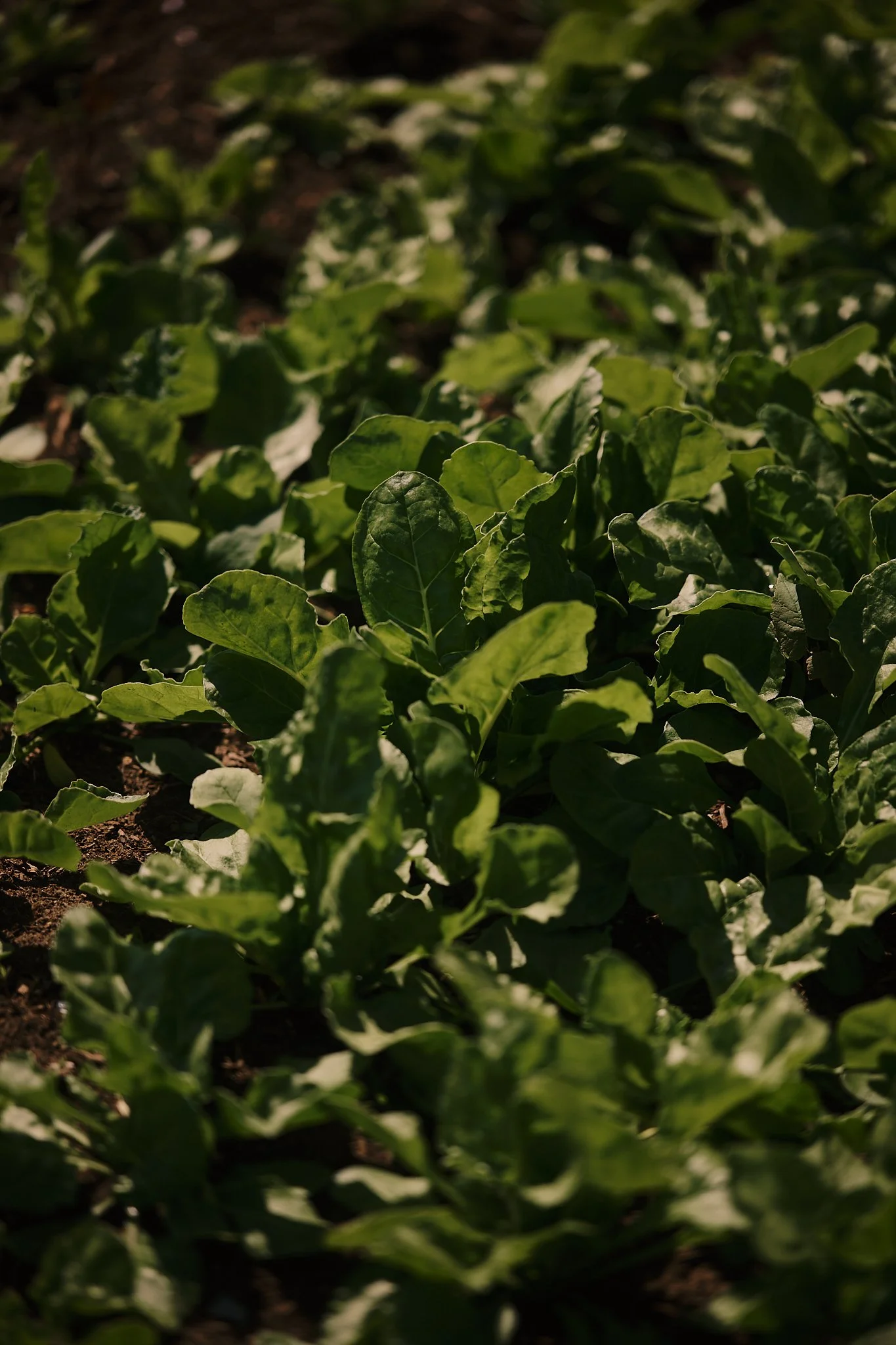 Close-up of green leafy spinach plants growing in soil. Hotel interior photography at THE PIG-in the Cotswolds