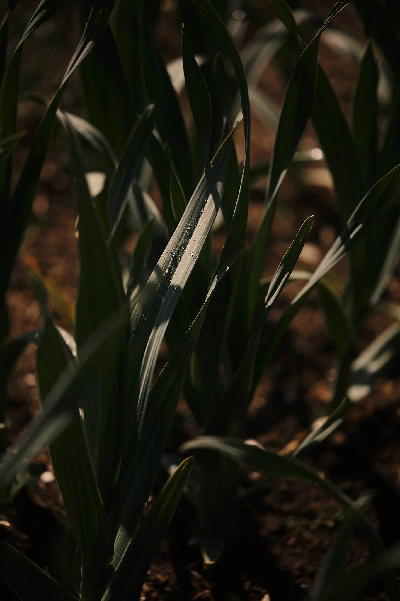 Close-up of green crop plants with dew drops in sunlight, soil visible in background. Hotel interior photography at THE PIG-in the Cotswolds