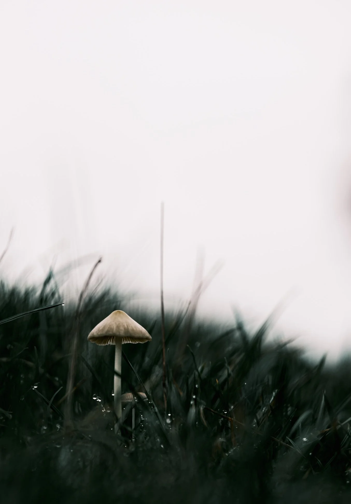Close-up of a small mushroom growing among grass in a foggy or misty outdoor setting.