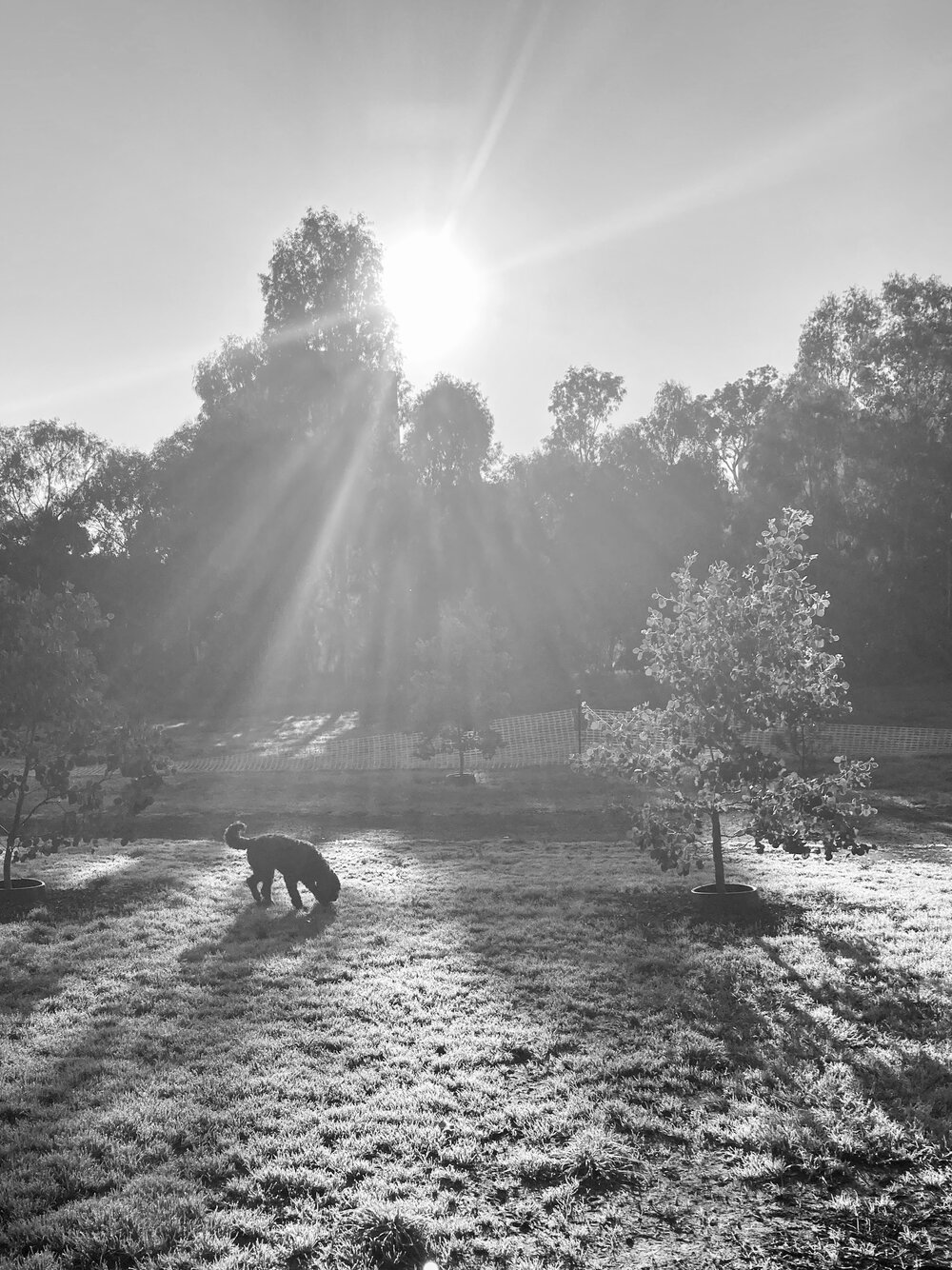 Photo: Walking the dog on a cold Autumn morning