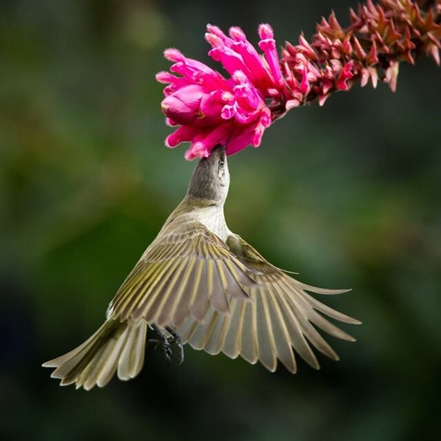 Breakfast on the fly; a Brown Honeyeater fuels up on nectar.
For more high resolution bird and wildlife photography please visit www.wildeyeview.com
#birds #birdsofinstagram #birdsofaustralia #malenybotanicgardens #malenybotanicalgardensandbirdworld 