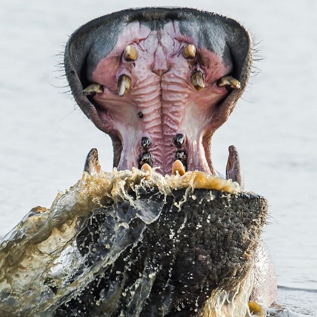 This is what you call a mouthful...it&rsquo;s a mouth full of dirty water, but it&rsquo;s still a big mouth whatever way you look at it.
For more high resolution wildlife photography please check out our website www.wildeyeview.com
#safari #wildlifep