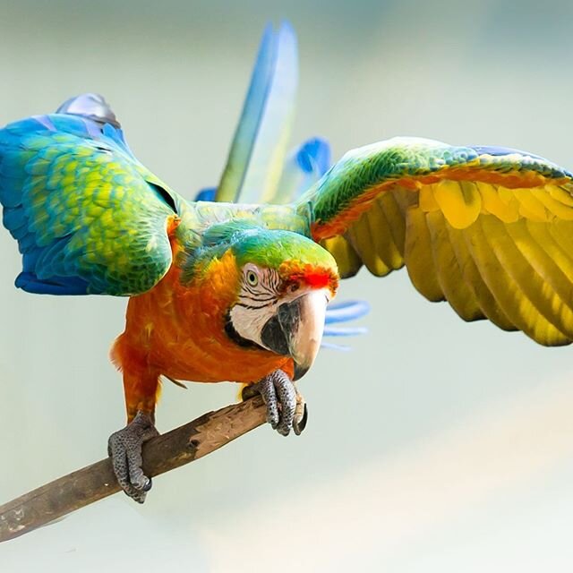 Be Happy...it&rsquo;s the weekend!
#birds #birdsofinstagram #birding #macaw #malenybotanicgardens #parrots #birds_illife #sunshinecoasthinterland #eye_spy_birds #pocket_birds #birds_private #nuts_about_birds #your_best_birds #kings_birds #best_birds_
