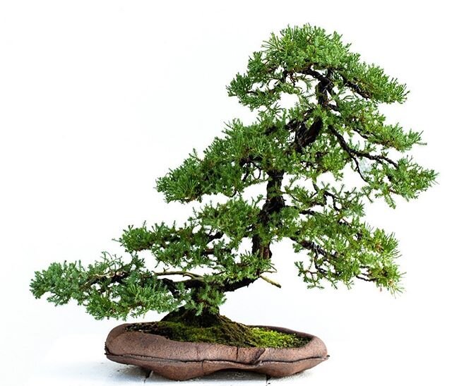 Living Art....anyone who loves nature and art has to love Bonsai. It&rsquo;s real live art that grows more beautiful every day. I don&rsquo;t believe in looking back on life, but I wish I had learned to appreciate this art form twenty or thirty years