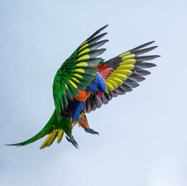 Another Rainbow Lorikeet flight shot taken in my Brisbane backyard. These are very fast flying birds and the only way to have any hope of getting flight shots is to catch them as they come in to land...a process of rapid wing flapping to slow themsel