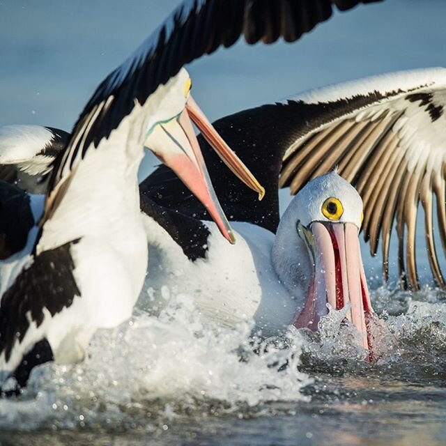 A Pelican Breakfast Fest
#birds_illife #eye_spy_birds #pocket_birds #birds_private #nuts_about_birds #your_best_birds #your_best_birds #kings_birds #best_birds_of_ig #best_birds_planet #perfect_birds #birds_adored #planetbirds #bestbirdshots #anythin