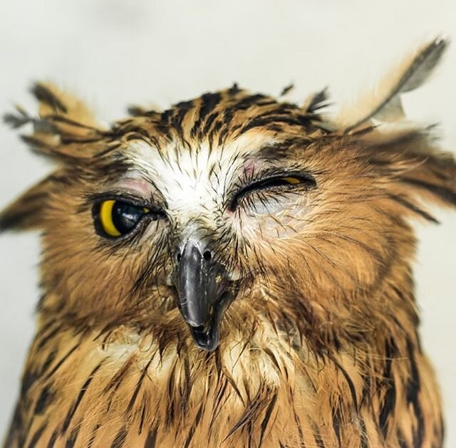 A wink from a Brown Fish Owl I photographed at the Kuala Lumpur bird park.
#birds_illife #eye_spy_birds #pocket_birds #birds_private #nuts_about_birds #your_best_birds #kings_birds #best_birds_of_ig #best_birds_planet #perfect_birds #birds_adored #pl