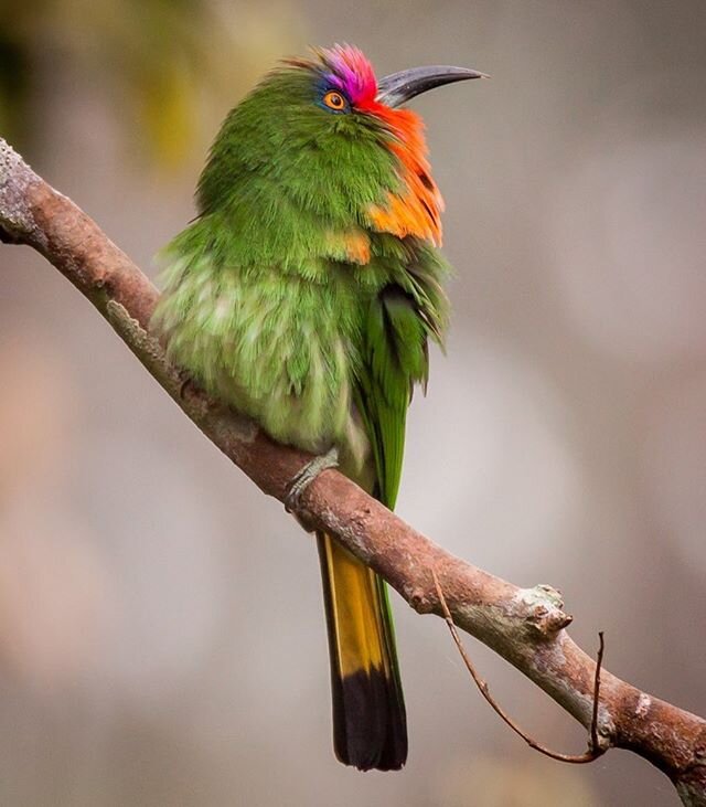 A Red Bearded Bee Eater; the Bee Eater that every bee eater photographer loves to photograph. 1
#birds_illife #eye_spy_birds #pocket_birds #birds_private #nuts_about_birds #your_best_birds #kings_birds #best_birds_of_ig #best_birds_of_world #best_bir