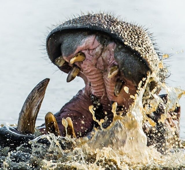 This is the most impressive hippo tusk I think I&rsquo;ve ever seen...I certainly wouldn&rsquo;t like to get chomped by this guy!
#safari #safariphotography #africamazing #featured_wildlife #animal_captures #moon_bestanimals #africanimals #destinatio