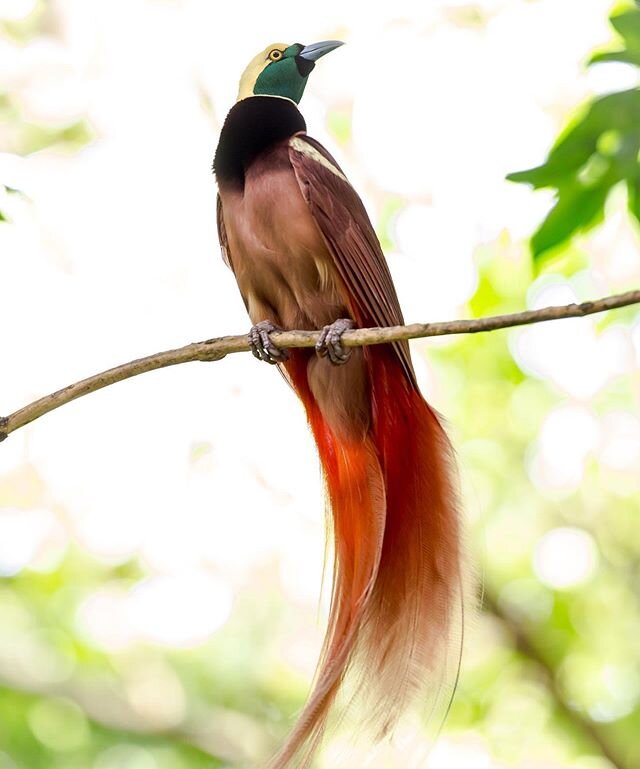 A Raggiana Bird of Paradise; the national bird of Papua New Guinea
#birdofparadiseplant #birdsofpapuanewguinea #raggianabirdofparadise #birdphotography #birds_illife #eye_spy_birds #pocket_birds #birds_private #nuts_about_birds #your_best_birds #king