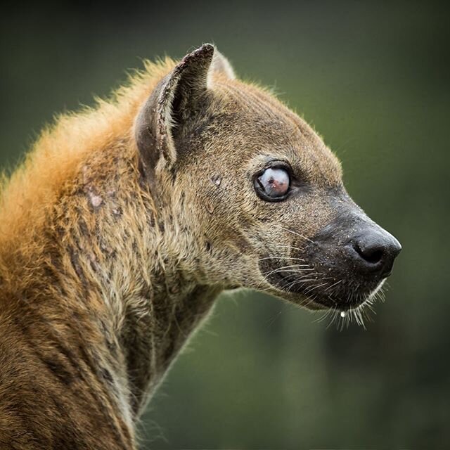 The one-eyed hyena we named Popeye that was part of a small cackle of hyenas that walked up and past our car in Kruger National Park.
#wildlifephotography #wildlife #hyenas #safari #featured_wildlife #animalcaptures #moonbestanimals #africanimals #wo