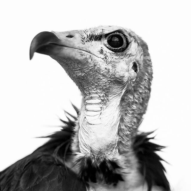 Every species have features which defines their character. With Hooded Vultures it&rsquo;s those incredible eyes to spot prey from thermals a thousand meters up in the sky and a hooked beak to get to the juicy bits. The other fascinating thing about 